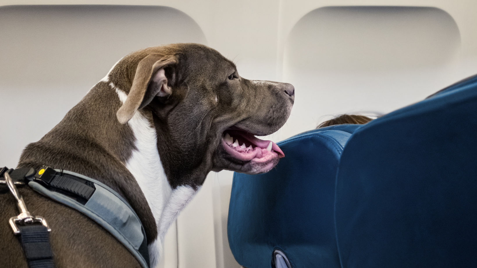 Emotional Support Animal Airlines in 2026: Who Still Accepts ESAs, Region by Region