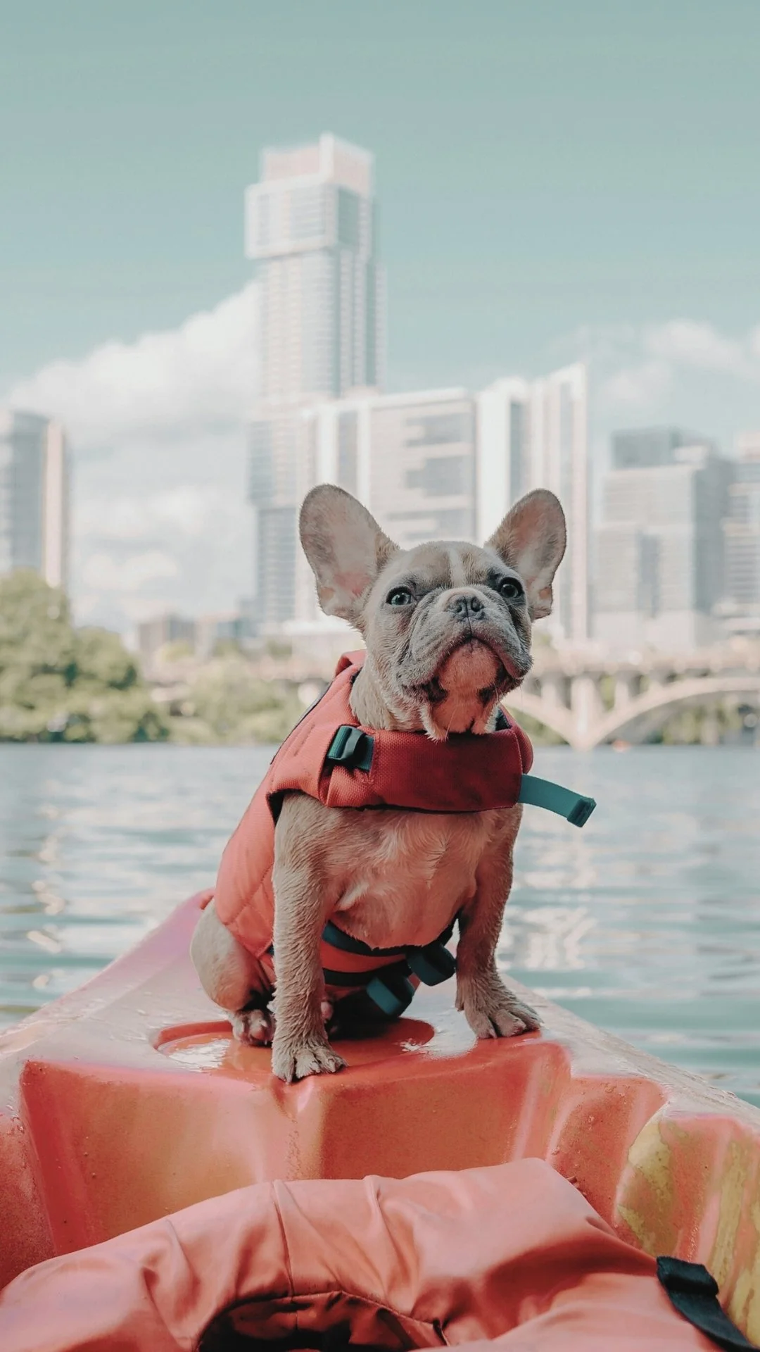 A French Bulldog puppy sitting on an orange kayak by the water with a city skyline and tall buildings in the background.
