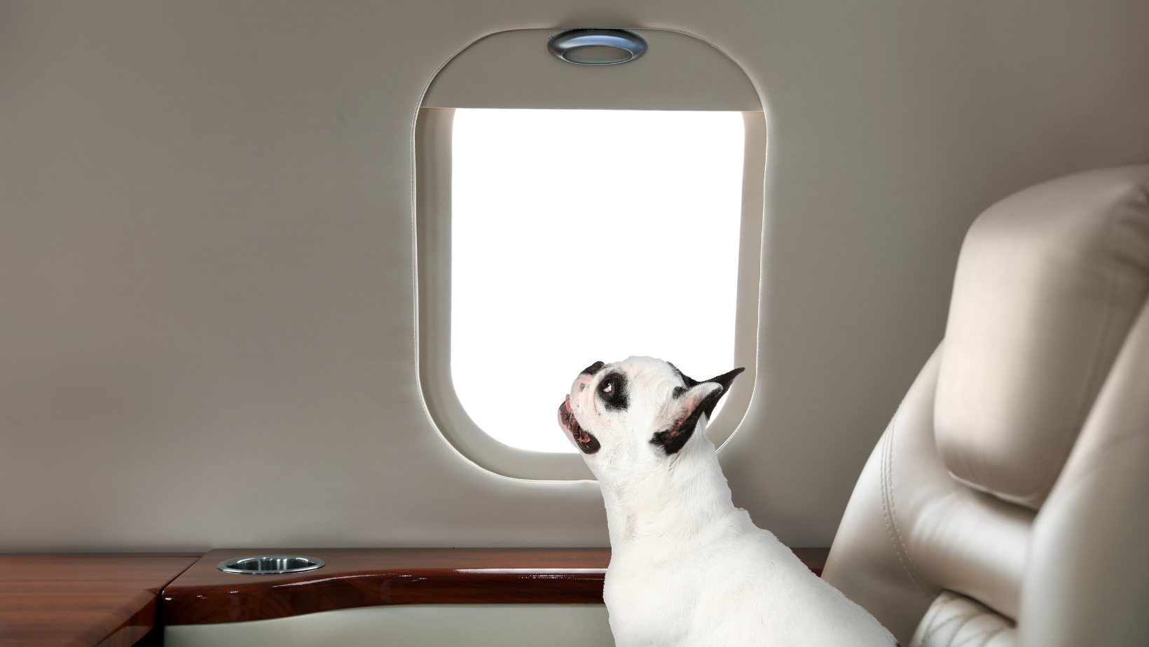 Dog Business Class in 2026: Which Airlines Let Pets Fly First or Business Class