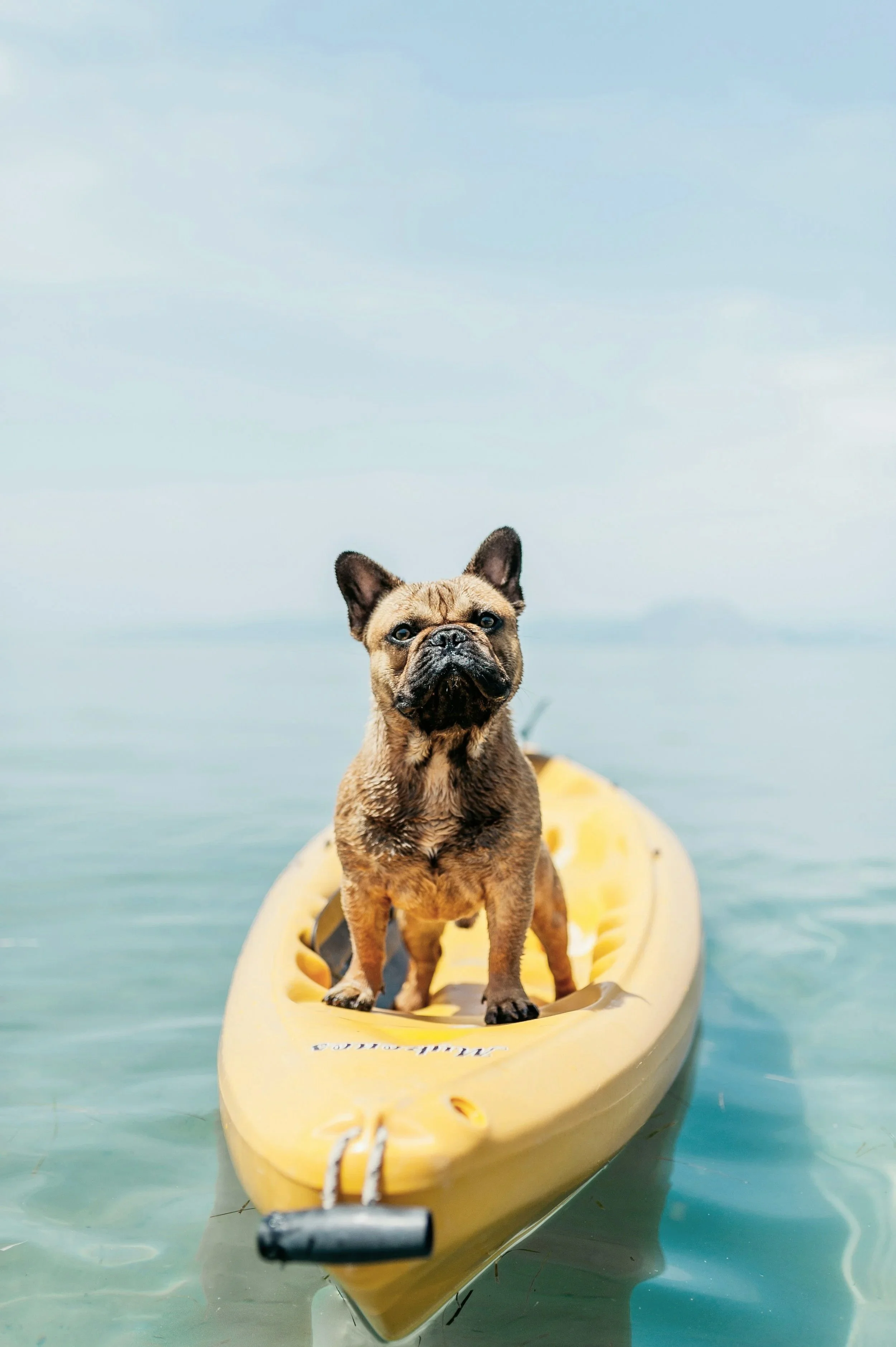 A French Bulldog standing on a yellow kayak floating on calm water with a hazy sky in the background.