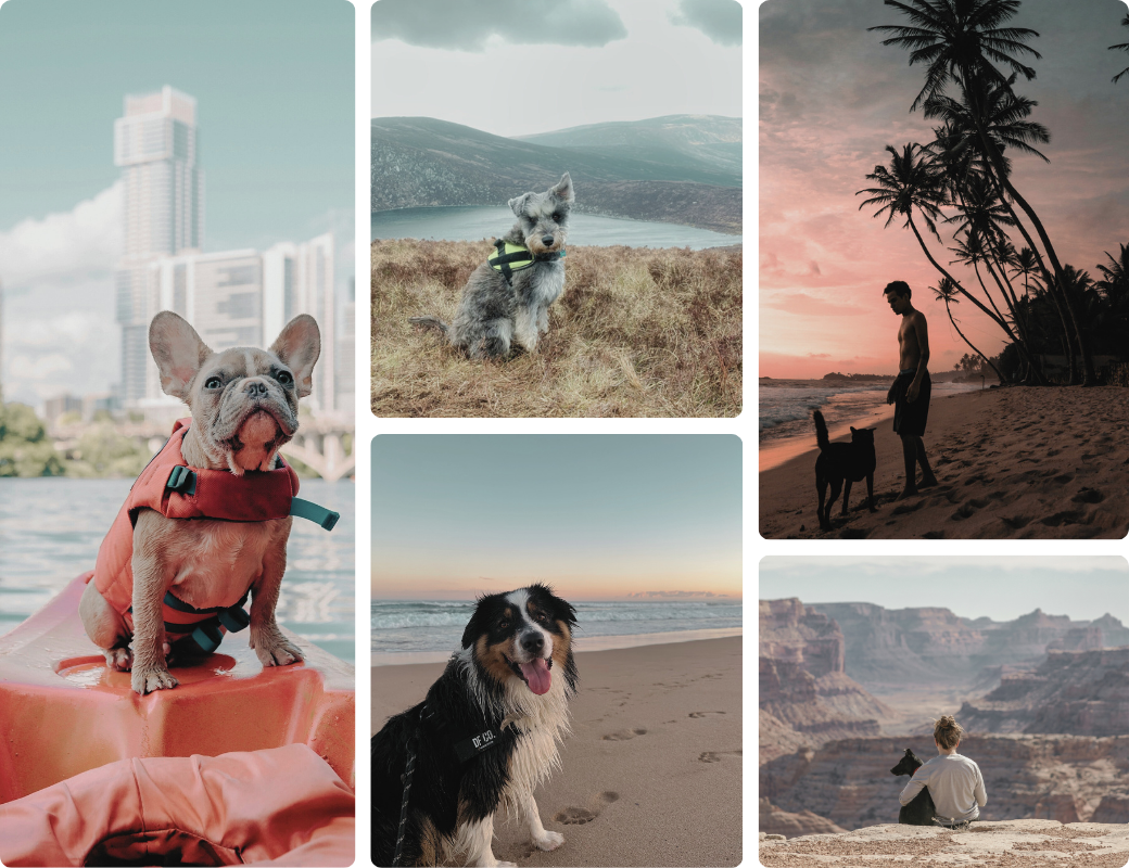 Collage of five outdoor scenes with dogs. A French Bulldog in a life jacket by a city river, a scruffy dog on a grassy hill with mountains and lake, a Siberian Husky on a beach at sunset, an Australian Shepherd with pawprints in the sand, and a person sitting with a black dog overlooking the Grand Canyon.