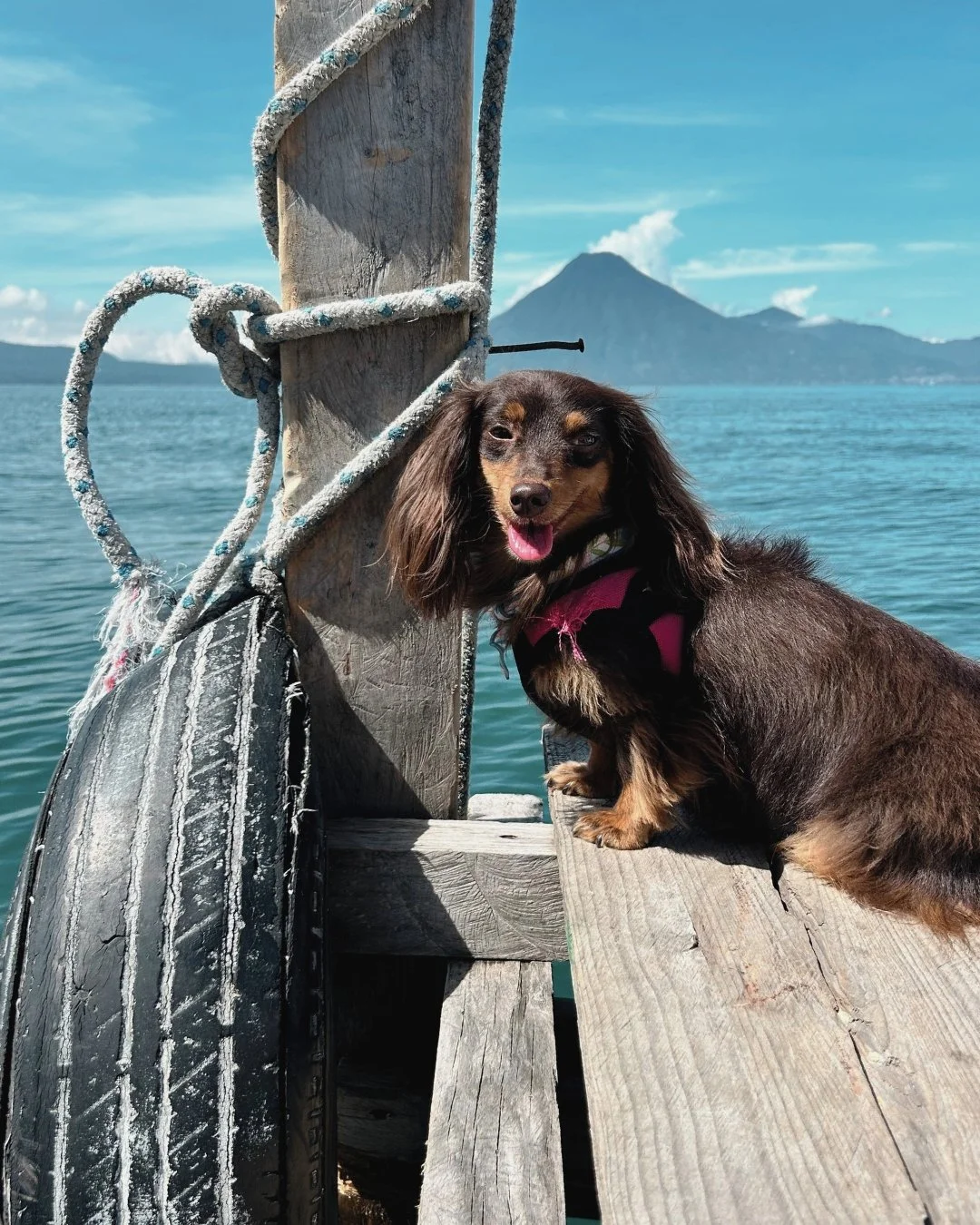 A brown dachshund with floppy ears, wearing a pink harness, sitting on a wooden dock next to a boat with a rope. The dog is near a wooden post with a mountain and ocean in the background under a blue sky.
