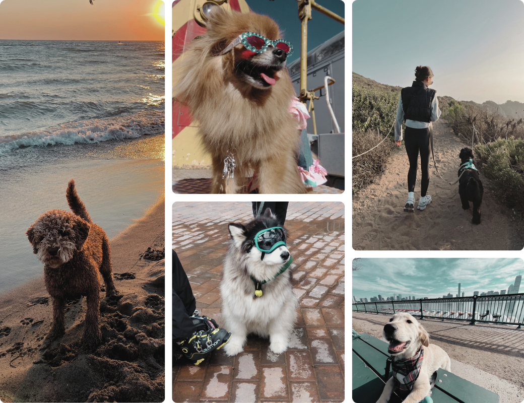 Photos of dogs, including a curly-haired dog on a beach at sunset, a fluffy dog with sunglasses, a puppy with goggles on a wet brick surface, a woman walking a dog on a trail, and a happy retriever near a city skyline.