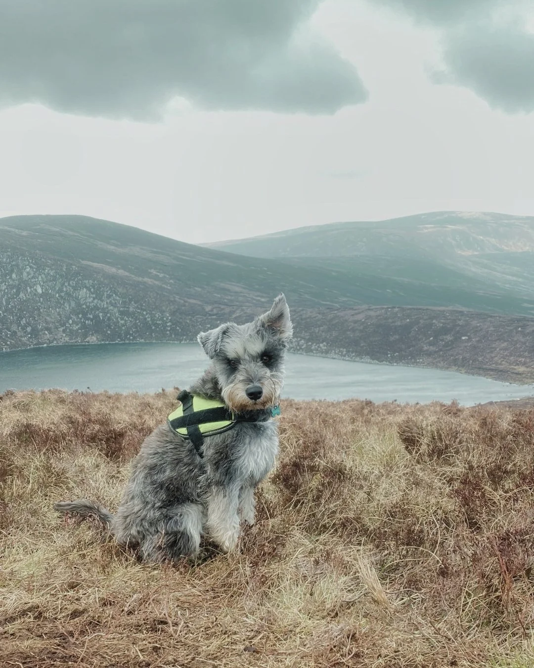 A small gray dog with a harness sitting on dry grass in front of a lake and rolling mountains under a cloudy sky.