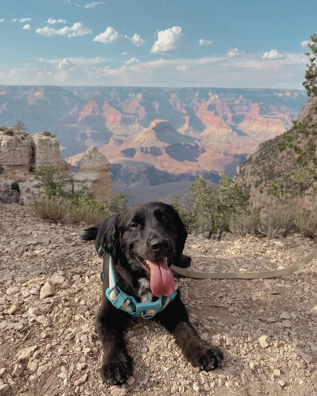 A black dog lying on rocky ground with a view of the Grand Canyon in the background on a partly cloudy day.