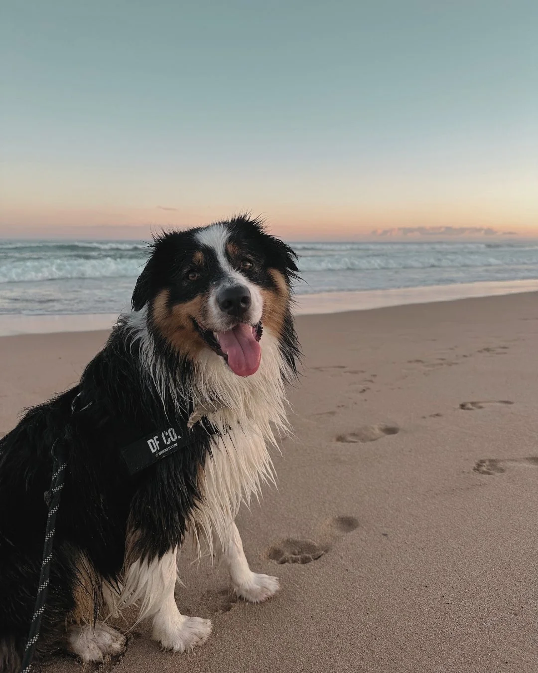 A happy Australian Shepherd dog sitting on the sandy beach with ocean waves in the background during a sunset or sunrise.