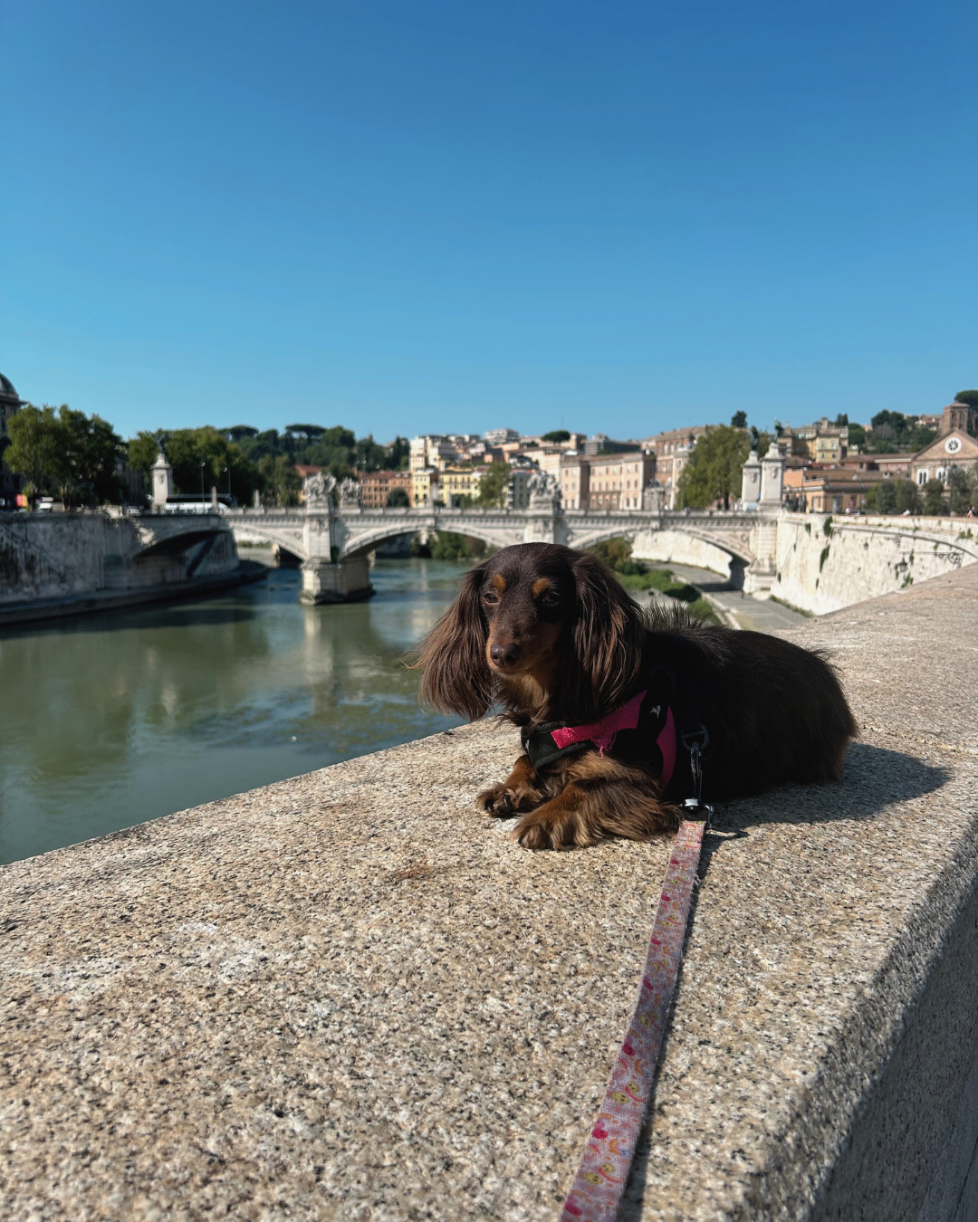 A brown and black dachshund laying on a stone ledge next to a river, with a bridge and buildings in the background under a clear blue sky.