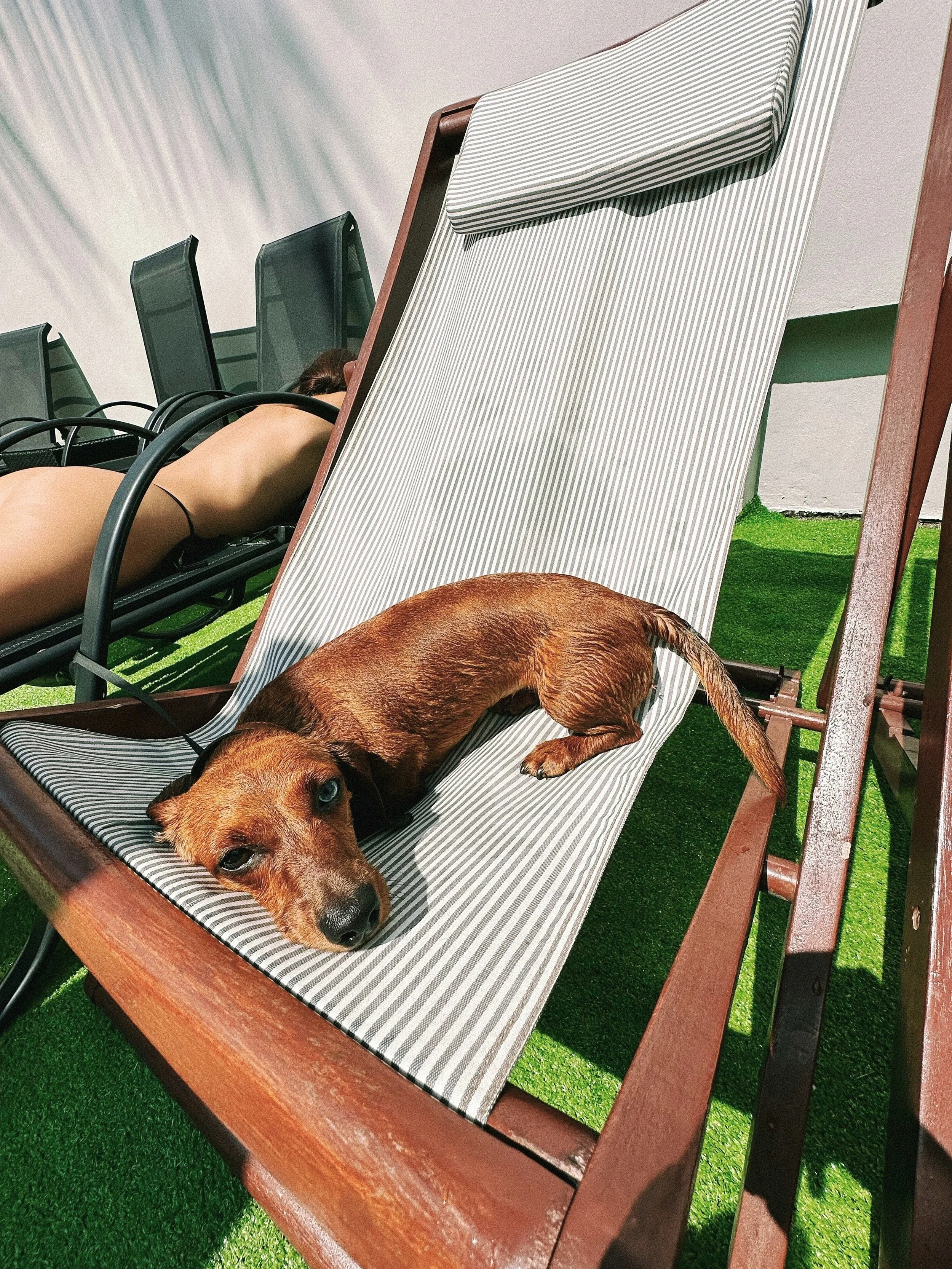 A small brown dog with one blue eye rests on a striped lounge chair outdoors with artificial green grass underneath. A person is lying down on an adjacent lounge chair in the background.