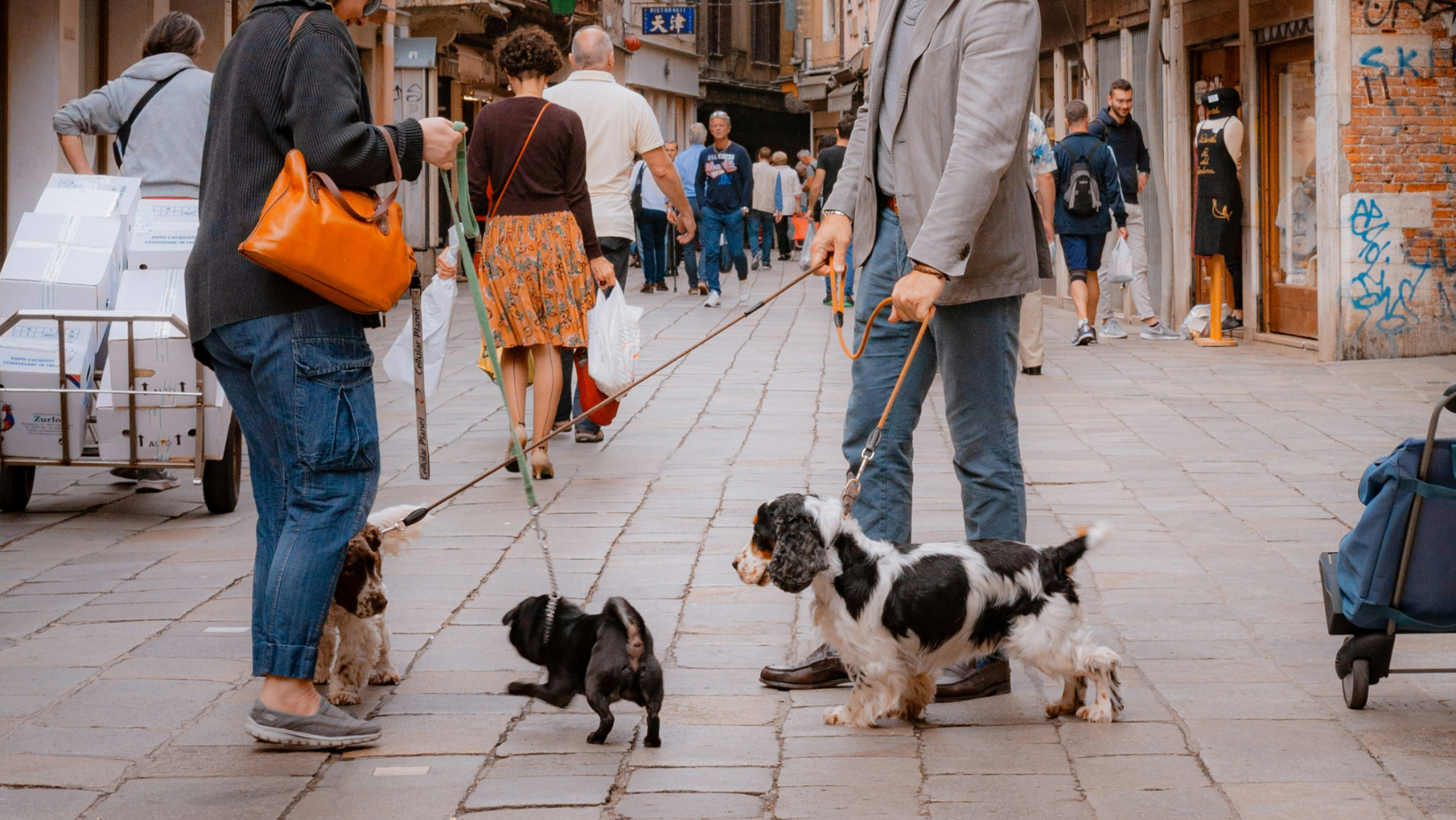 Is Italy the Most Dog-Friendly Country? What to Know Before You Travel to Italy With Your Dog (2026)