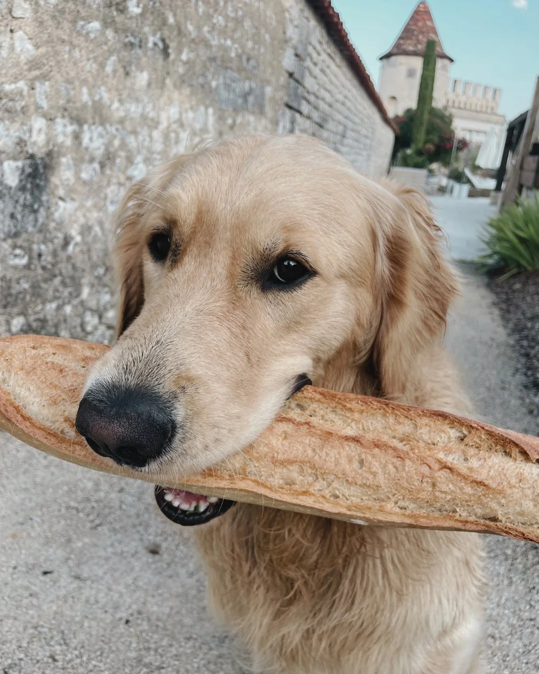 Golden retriever dog holding a baguette in its mouth outdoors.
