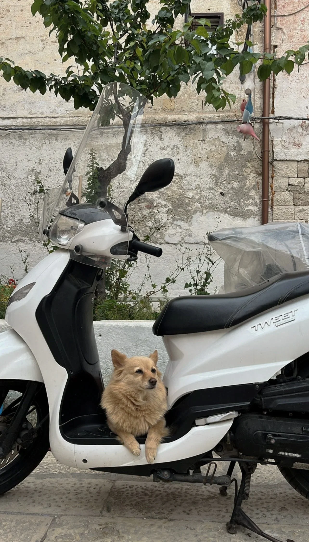 A small dog sitting on the footrest of a white scooter parked on a street, with a background of an old wall, a tree, and some hanging ceramic figurines.