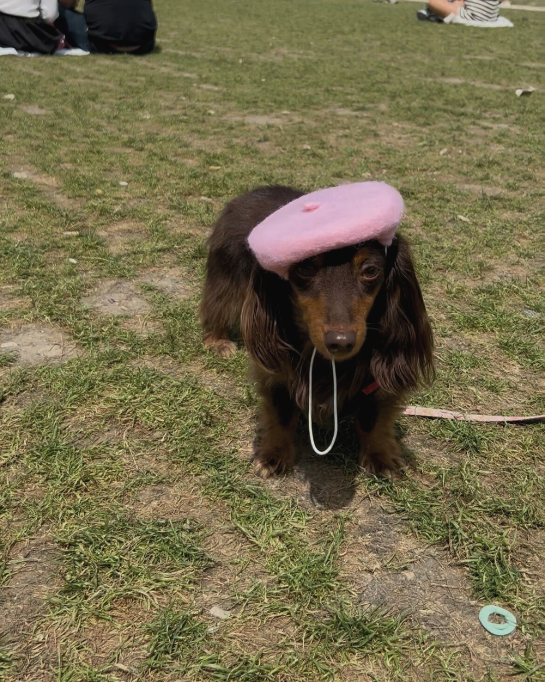A small brown dog with long ears wearing a pink donut-shaped hat and a white string hanging from its mouth is sitting on grass in an outdoor setting.