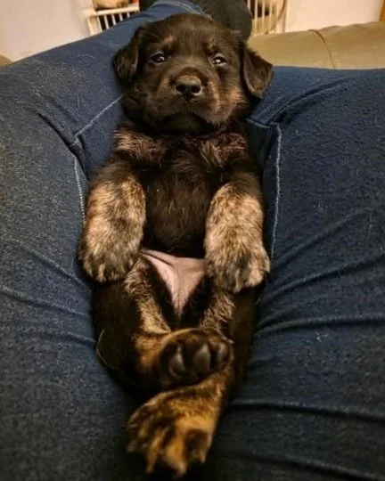 Lucy’s fur: A brindle colour story