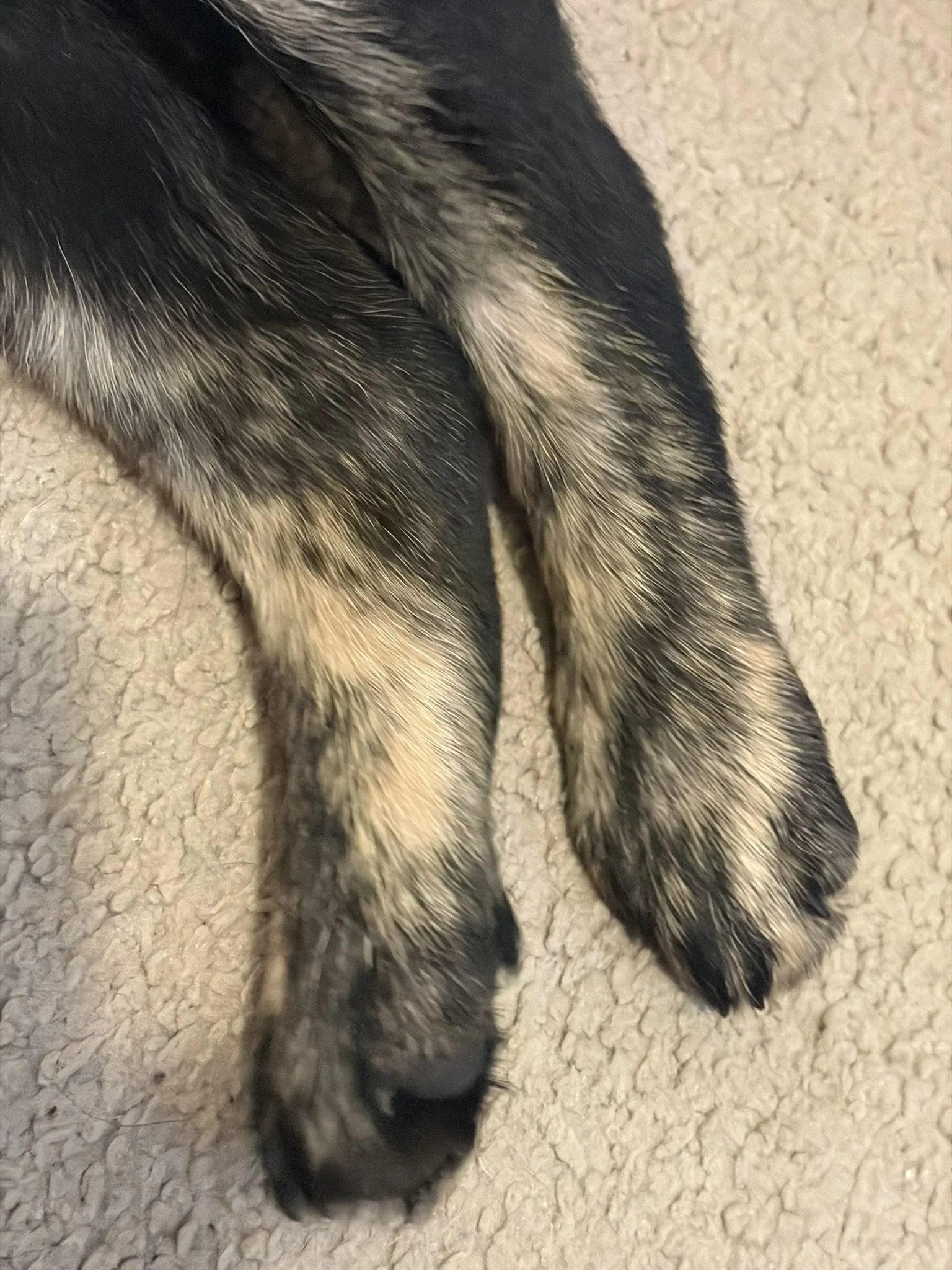 IMG_6347.JPEG