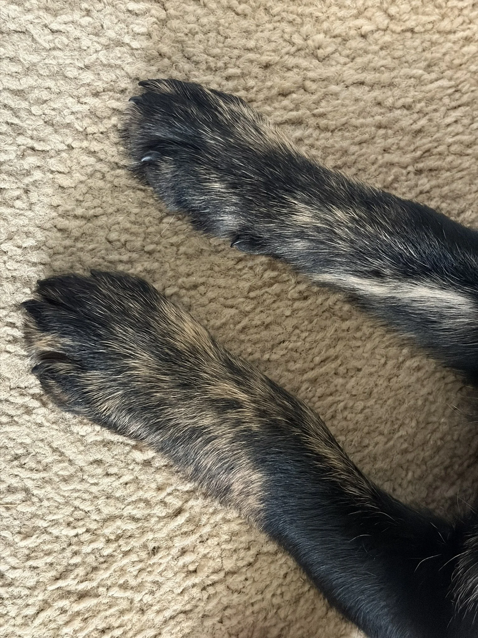 IMG_6355.JPEG