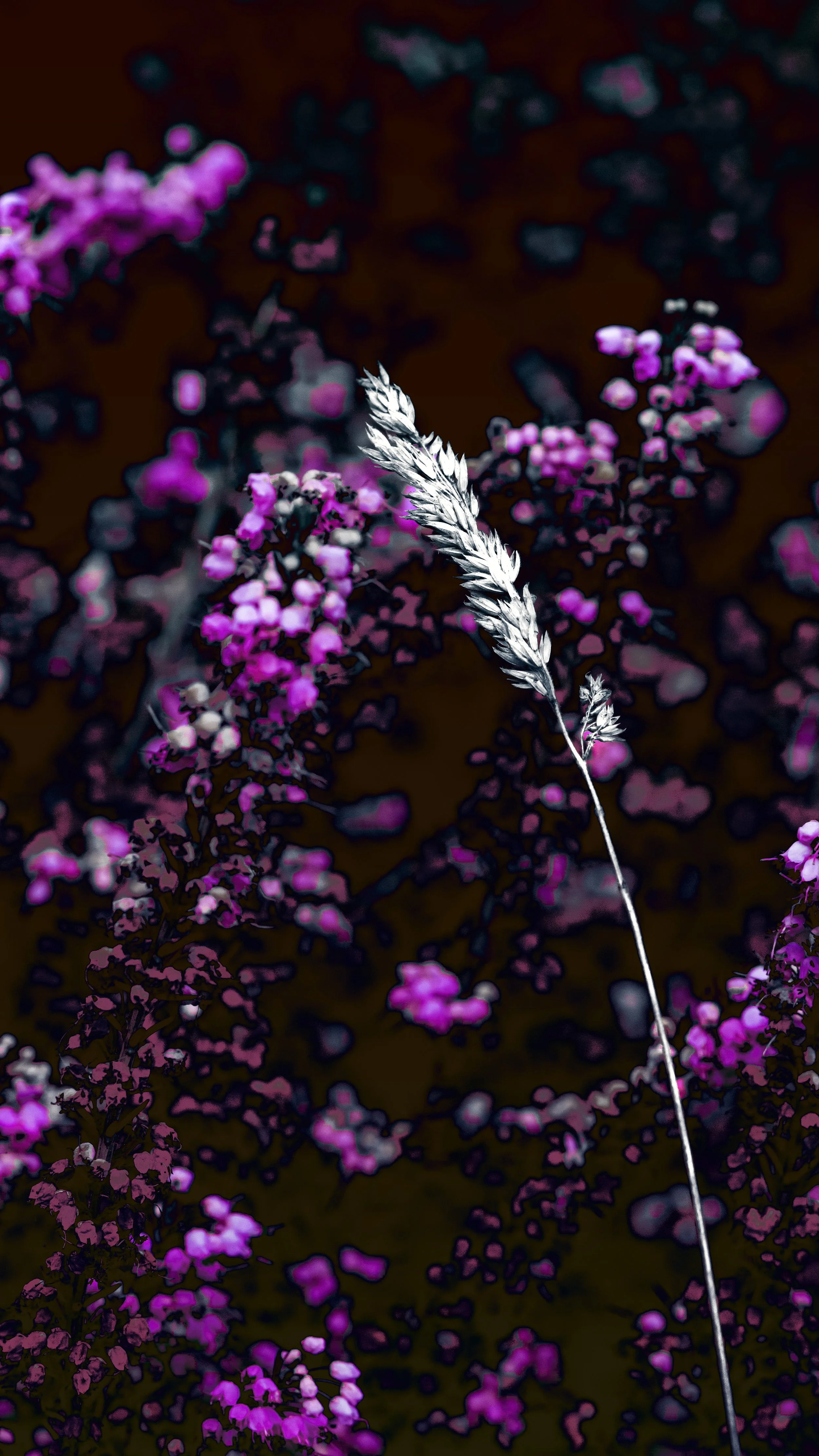 A close-up of a white and gray grass stalk in the foreground, with purple flowering plants in the background.