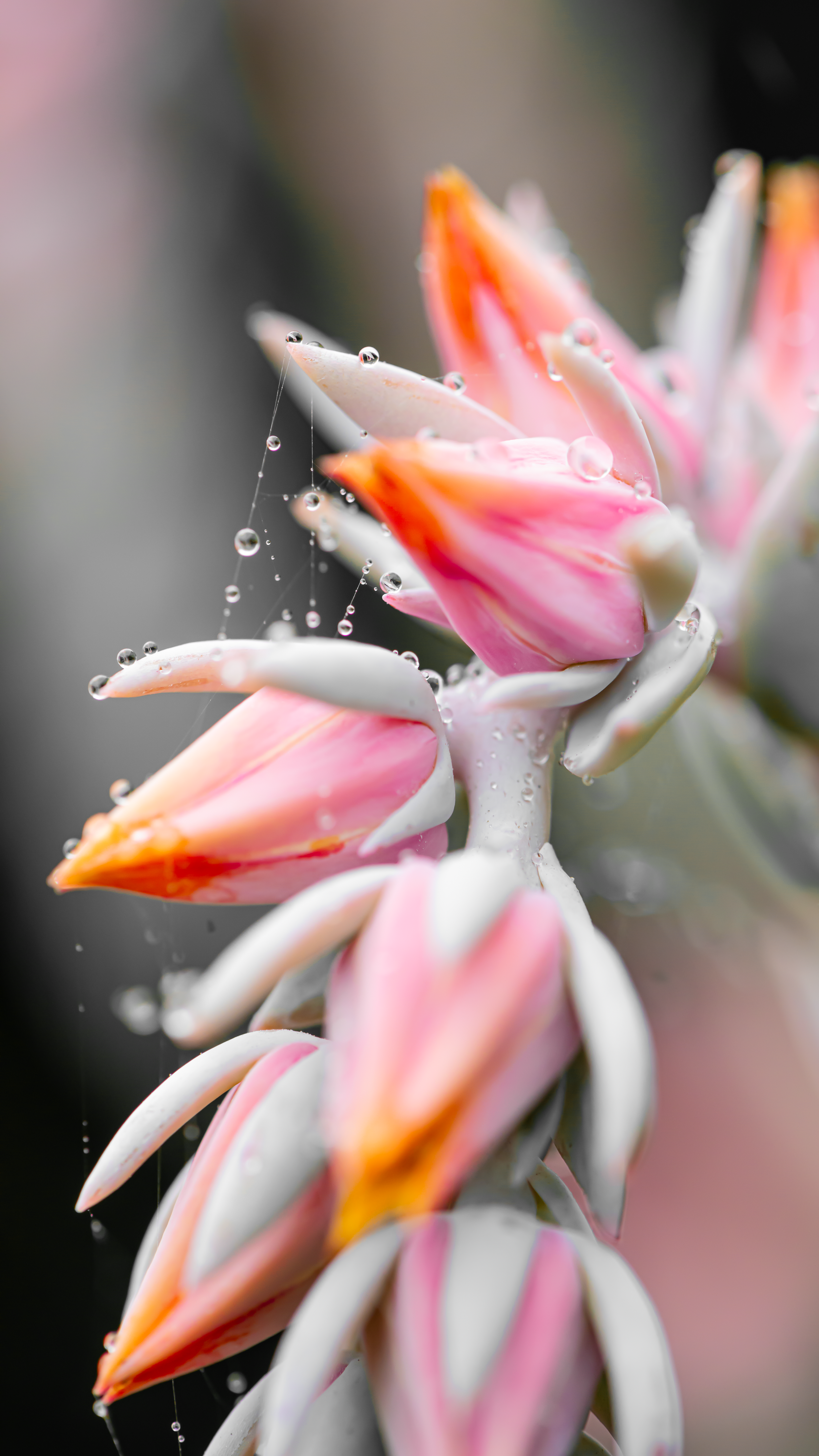 Close-up of pink and orange flowers covered in dew drops, with some appearing to be part of a cactus or succulent plant.