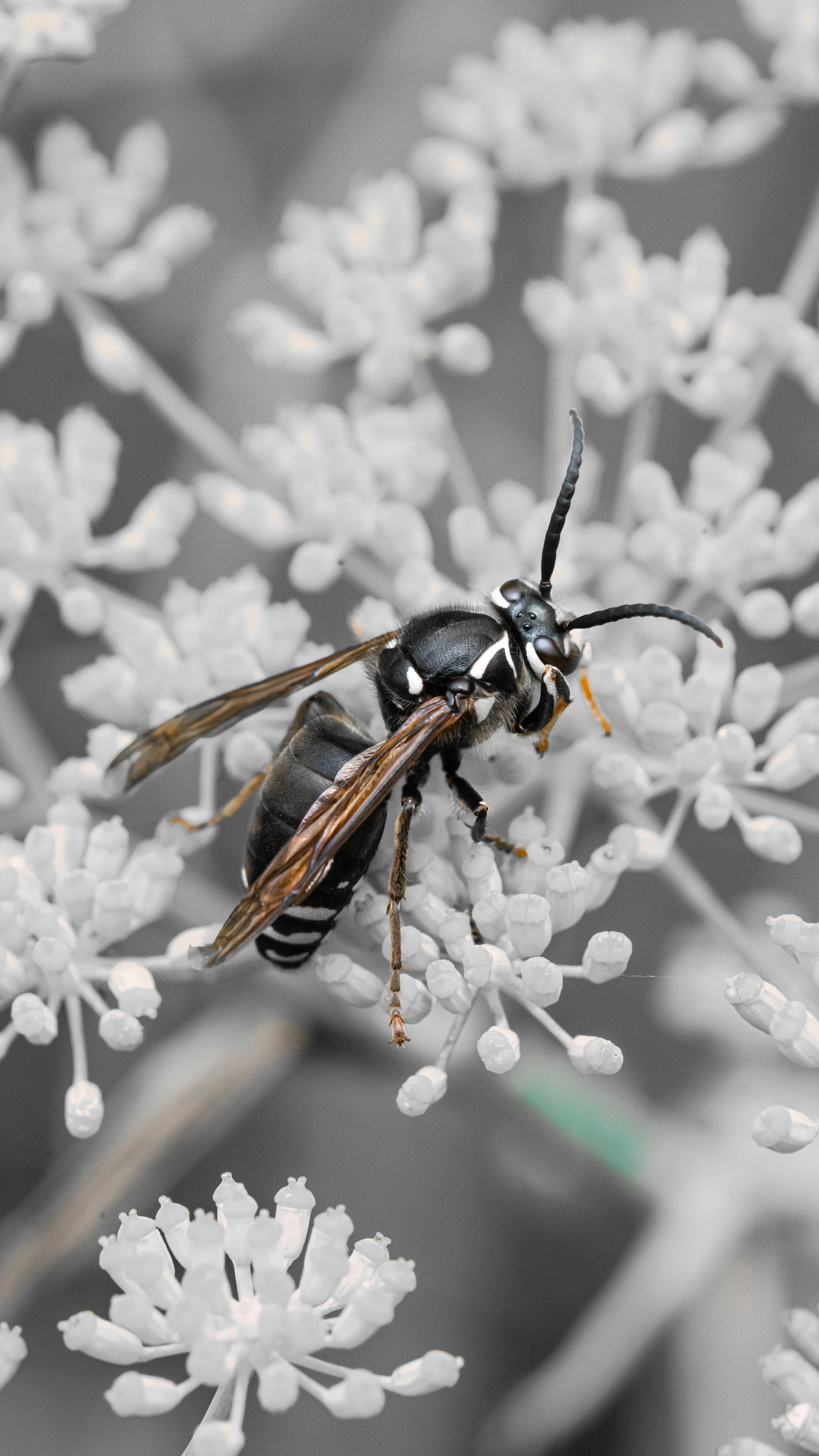 Close-up of a wasp on white flowers, with the background in black and white.