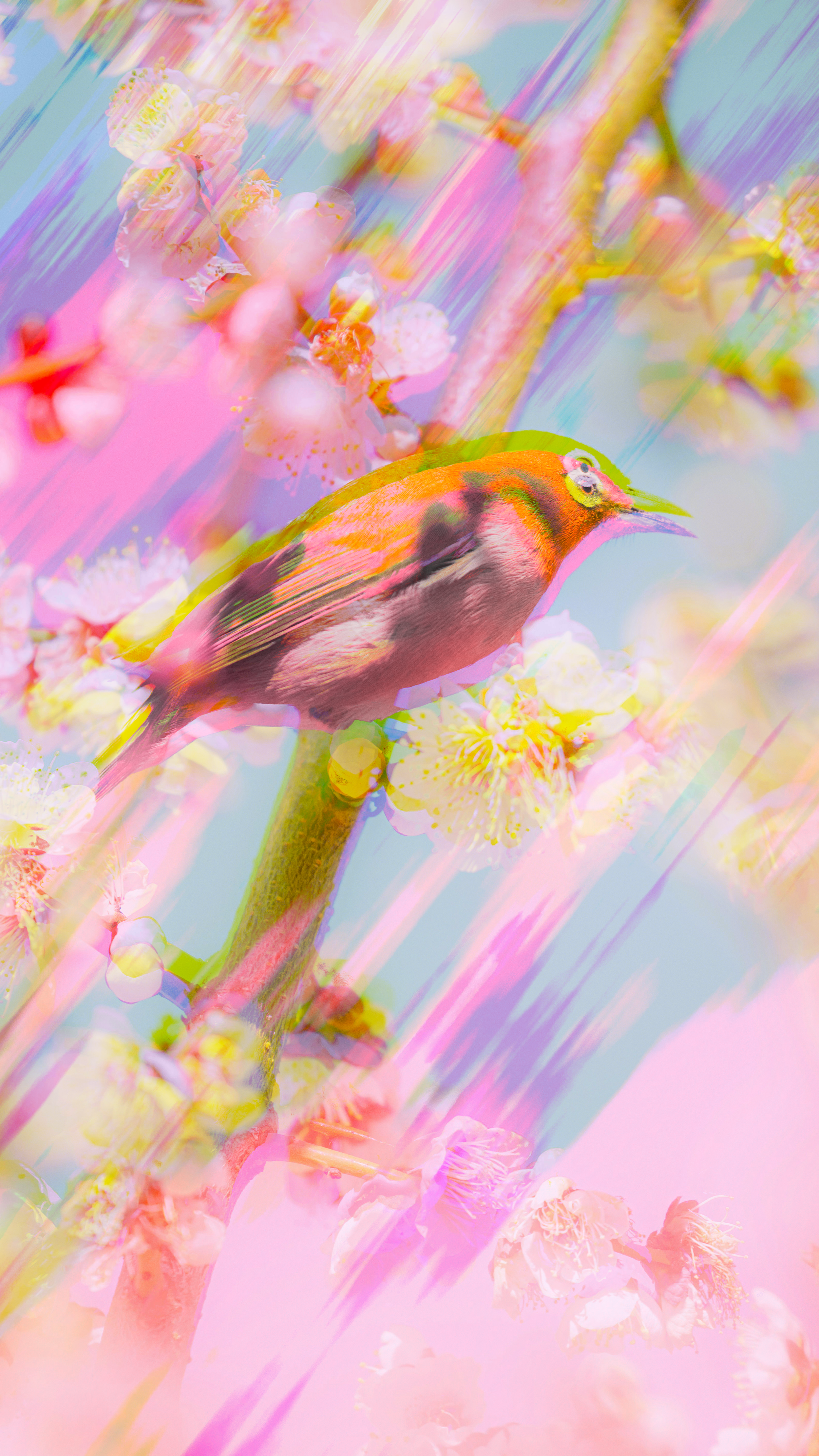 BIRD2.png