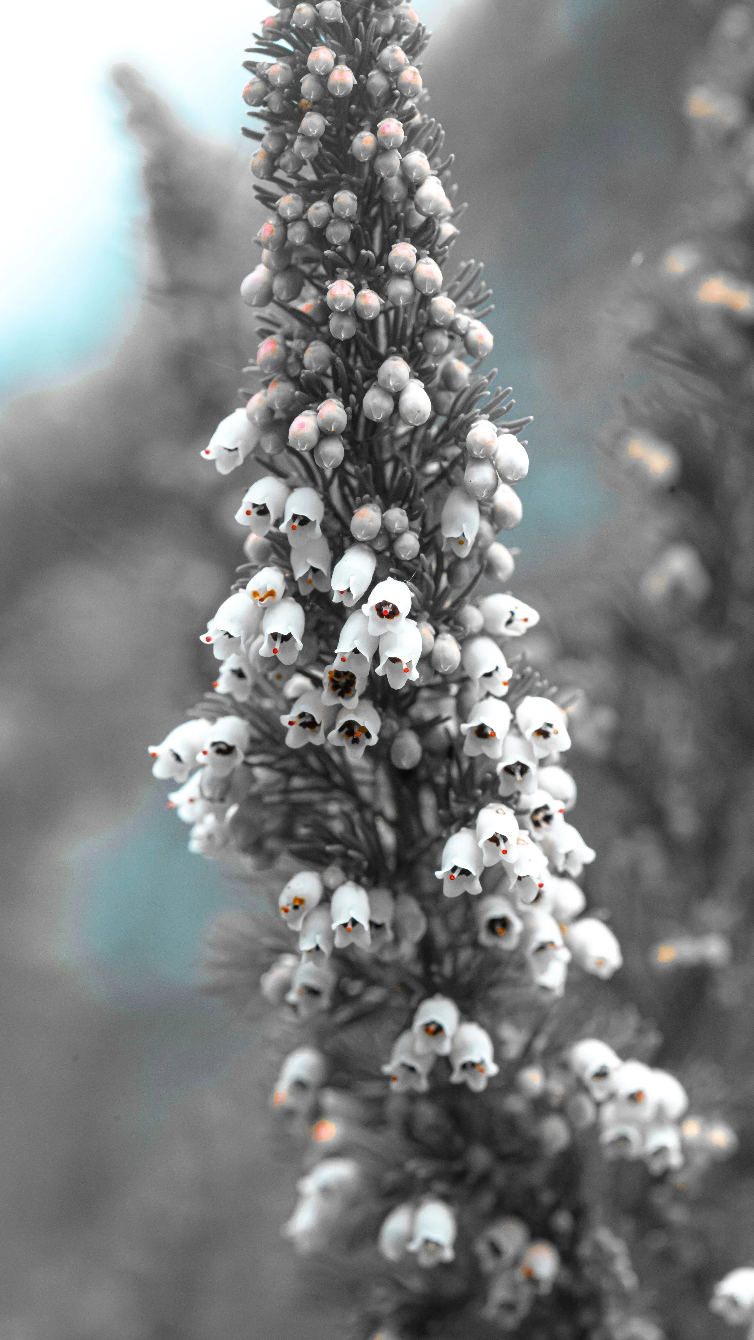 Close-up of a flower spike with small white blooms and dark centers, with a muted background.