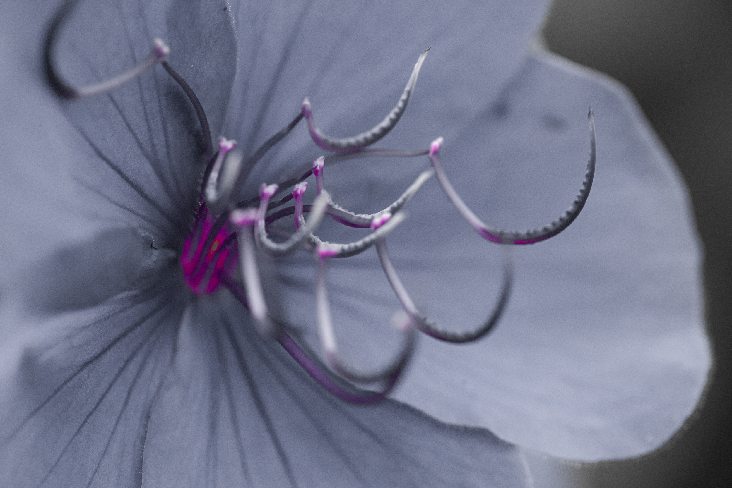 Close-up of a flower with purple petals and intricate purple and yellow stamen.