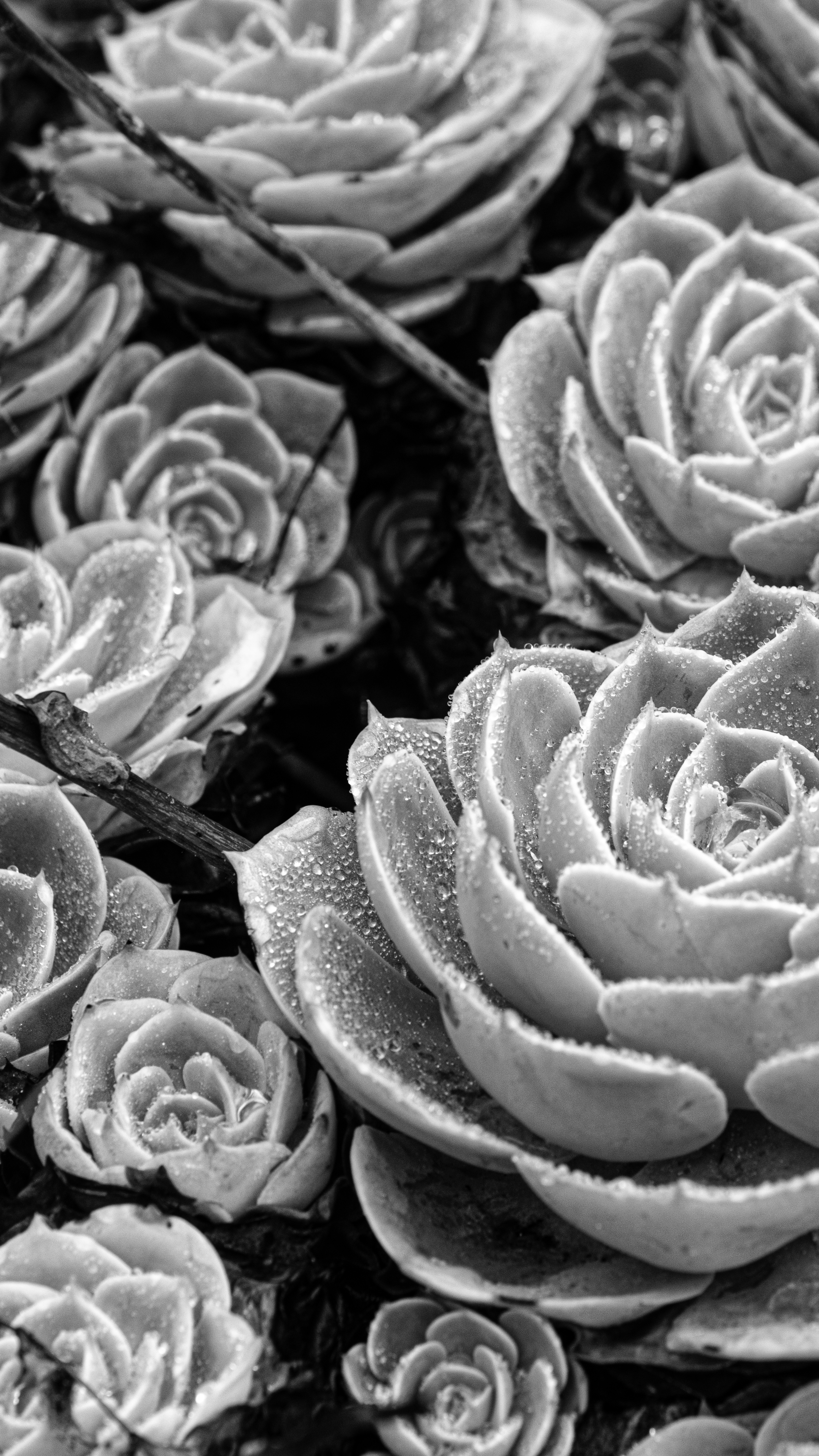 Close-up of several succulents with water droplets on their leaves, black and white photo.