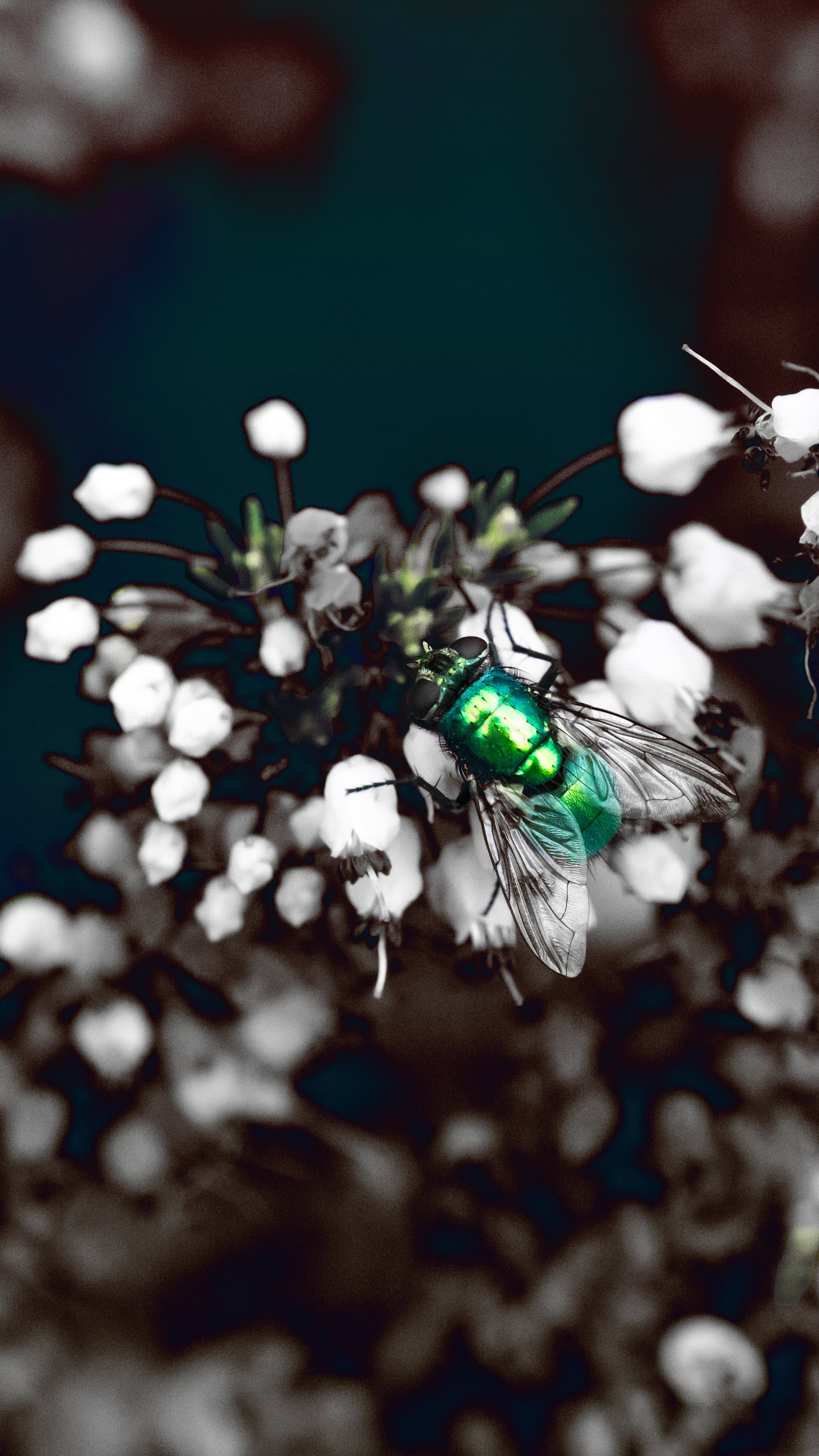 Close-up of a green metallic fly on white flowers with a blurred background.