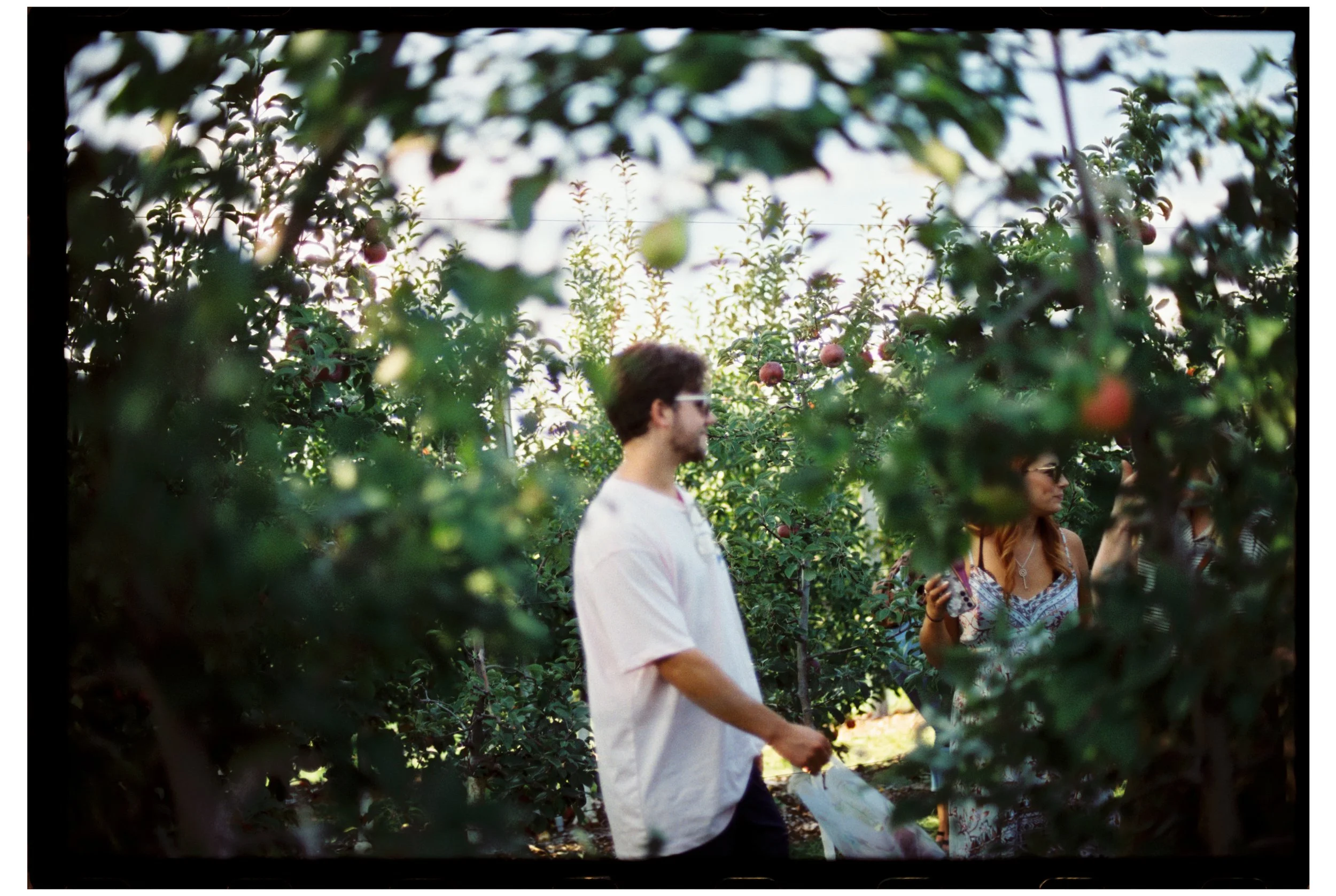 Jake, apple picking. October 2025. New Hampshire. Nikon F3. CineStill 400D.