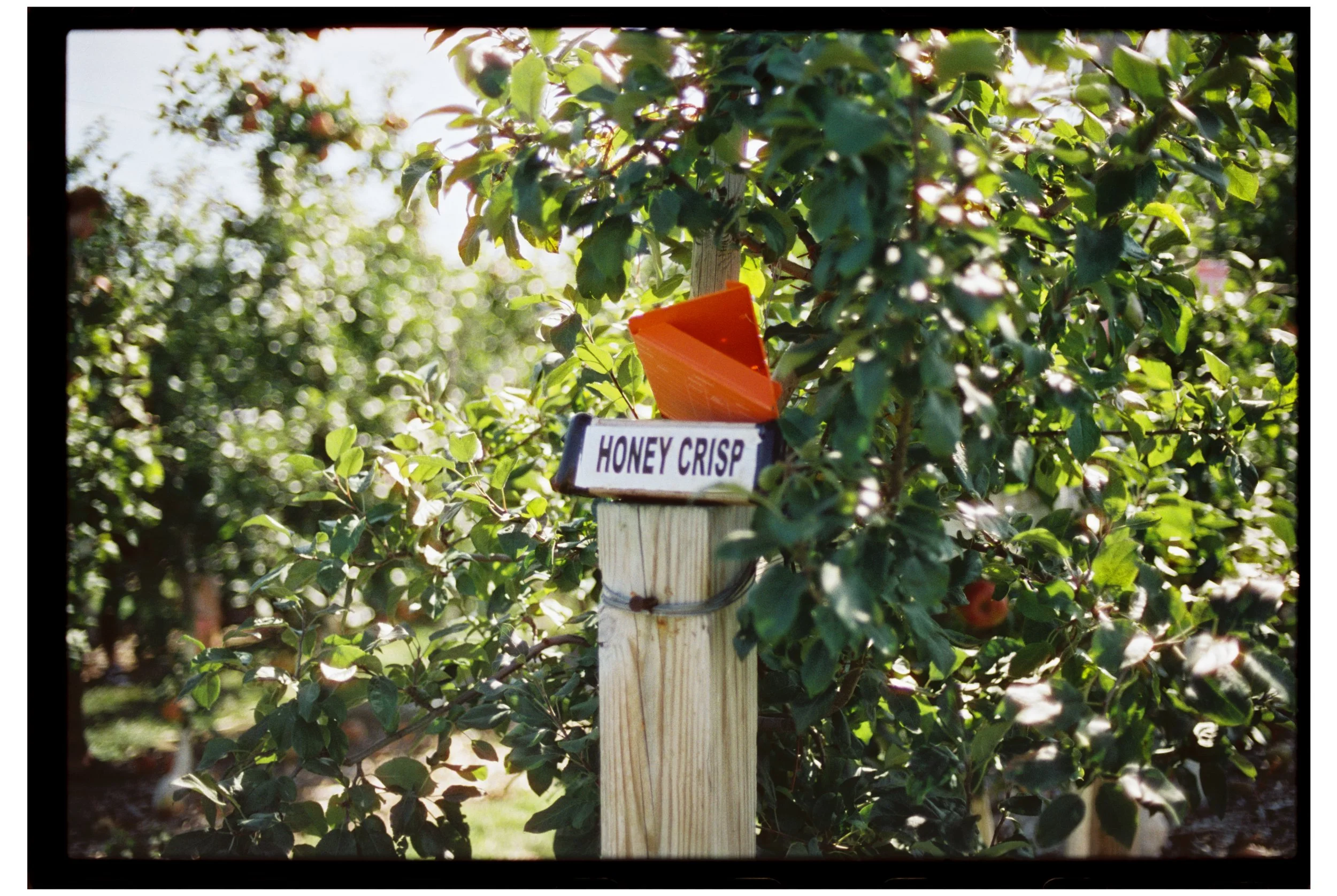Apple picking.  October 2025. New Hampshire. Nikon F3. CineStill 400D.