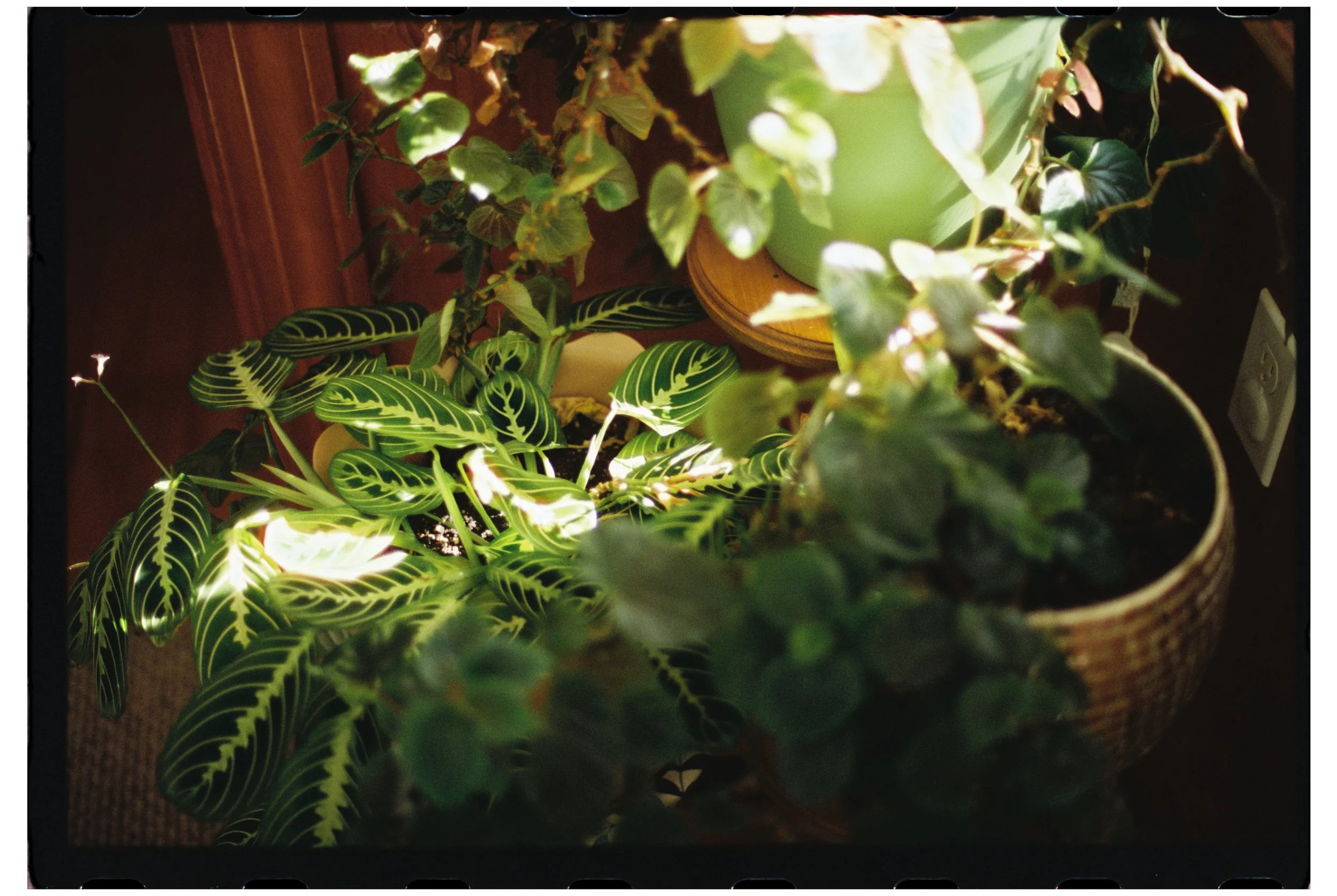 Emily's plants. Maine. October 2025.