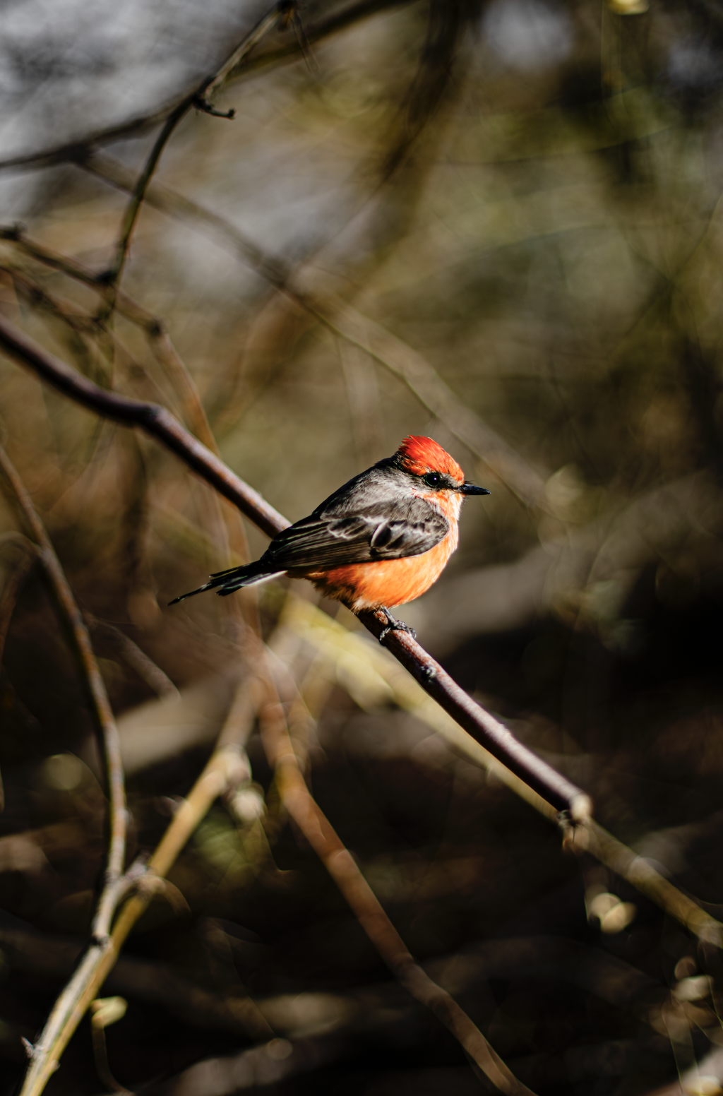 Vermillion Flycatcher. Arizona. December 2023. 
