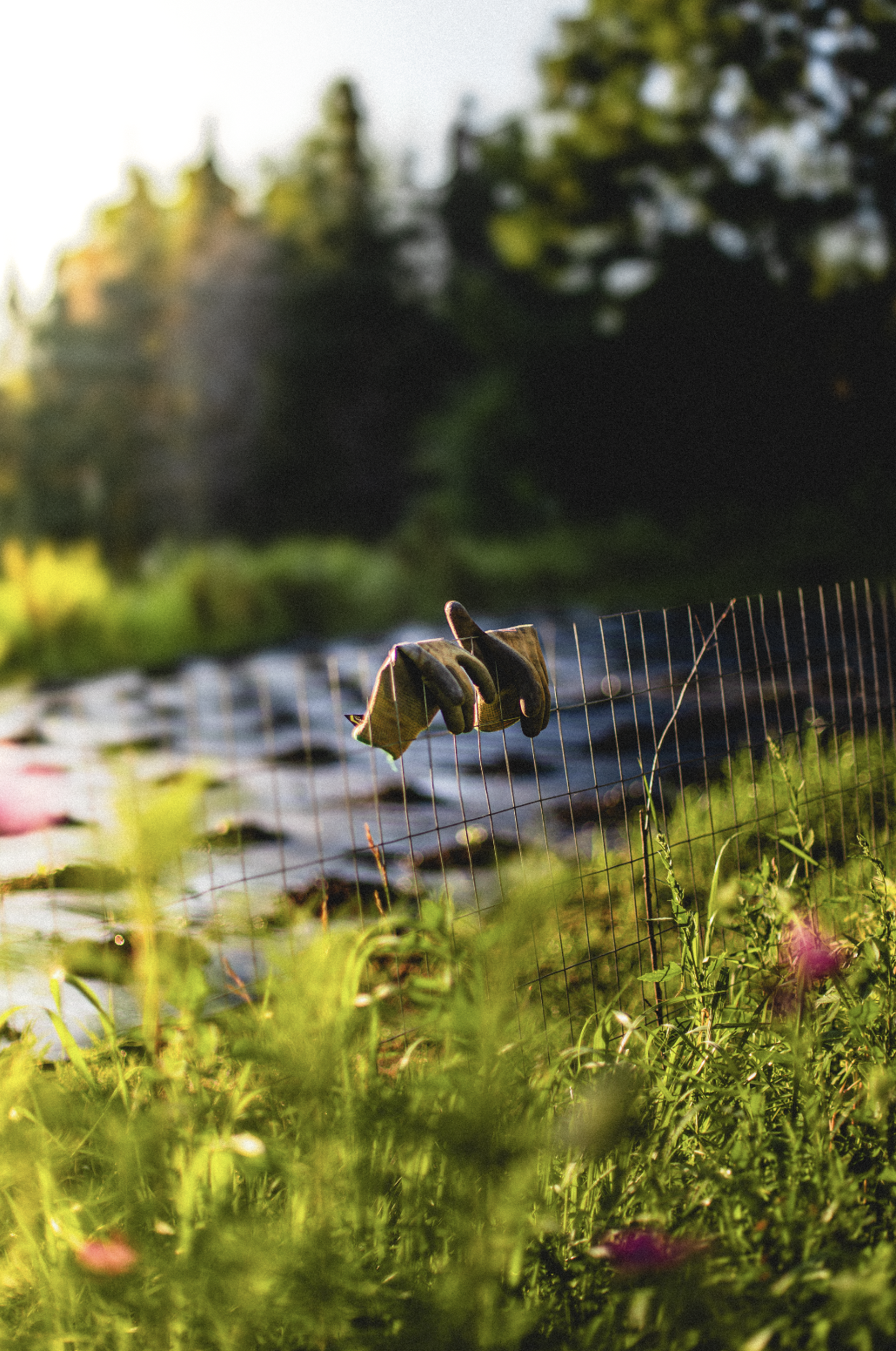 Pair of work gloves hanging on a wire fence in a garden or farm during sunset.