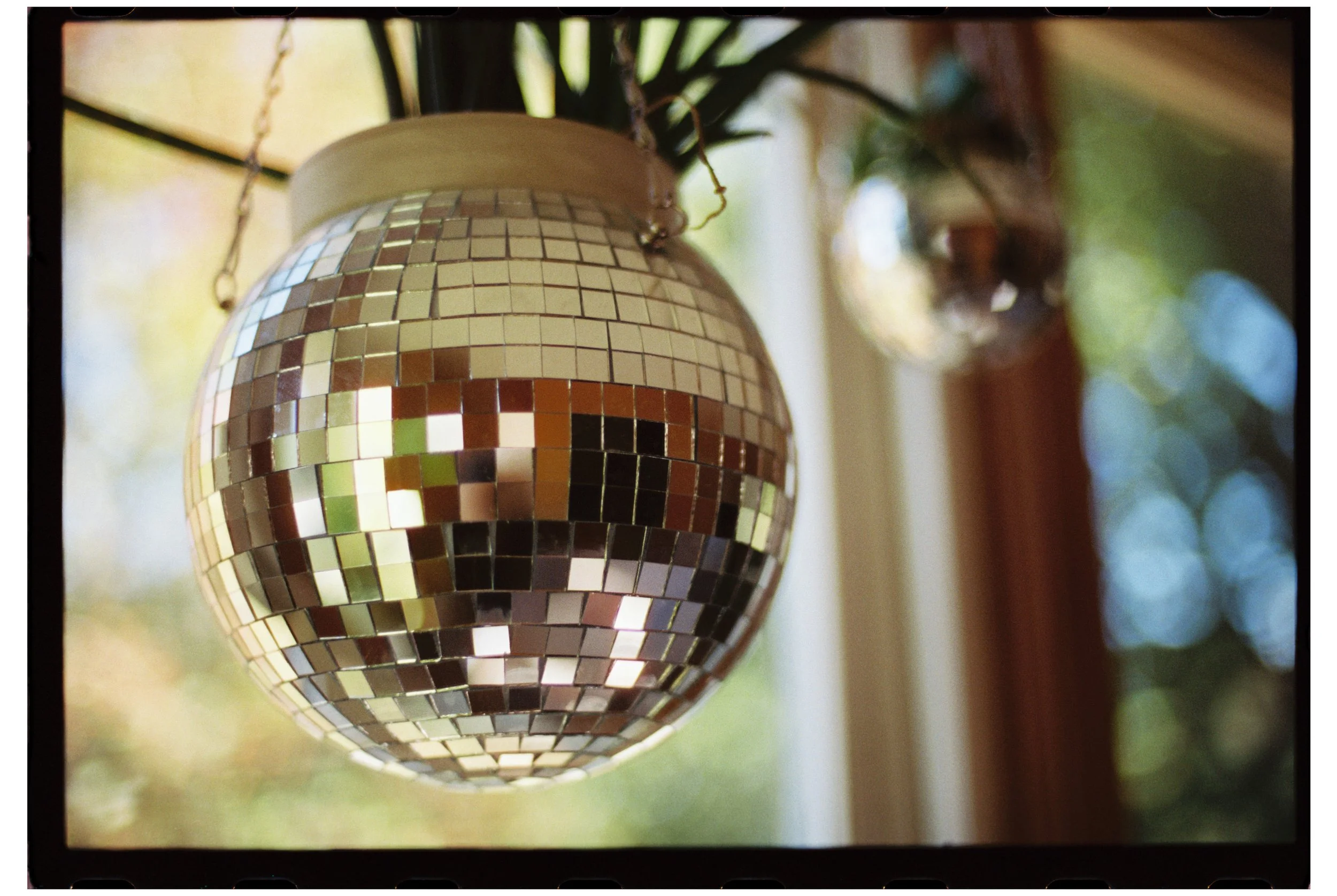 Emily's disco ball plant. Maine. October 2025.