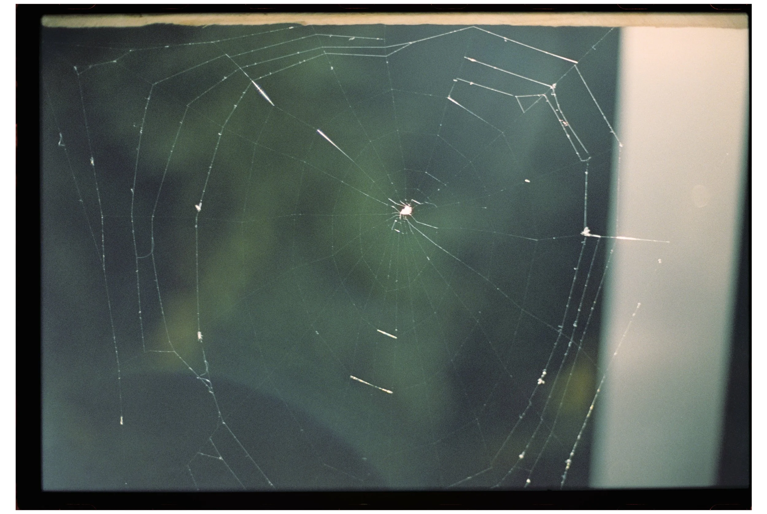 Spider web at Camp Calumet. Freedom, NH. October 2025.