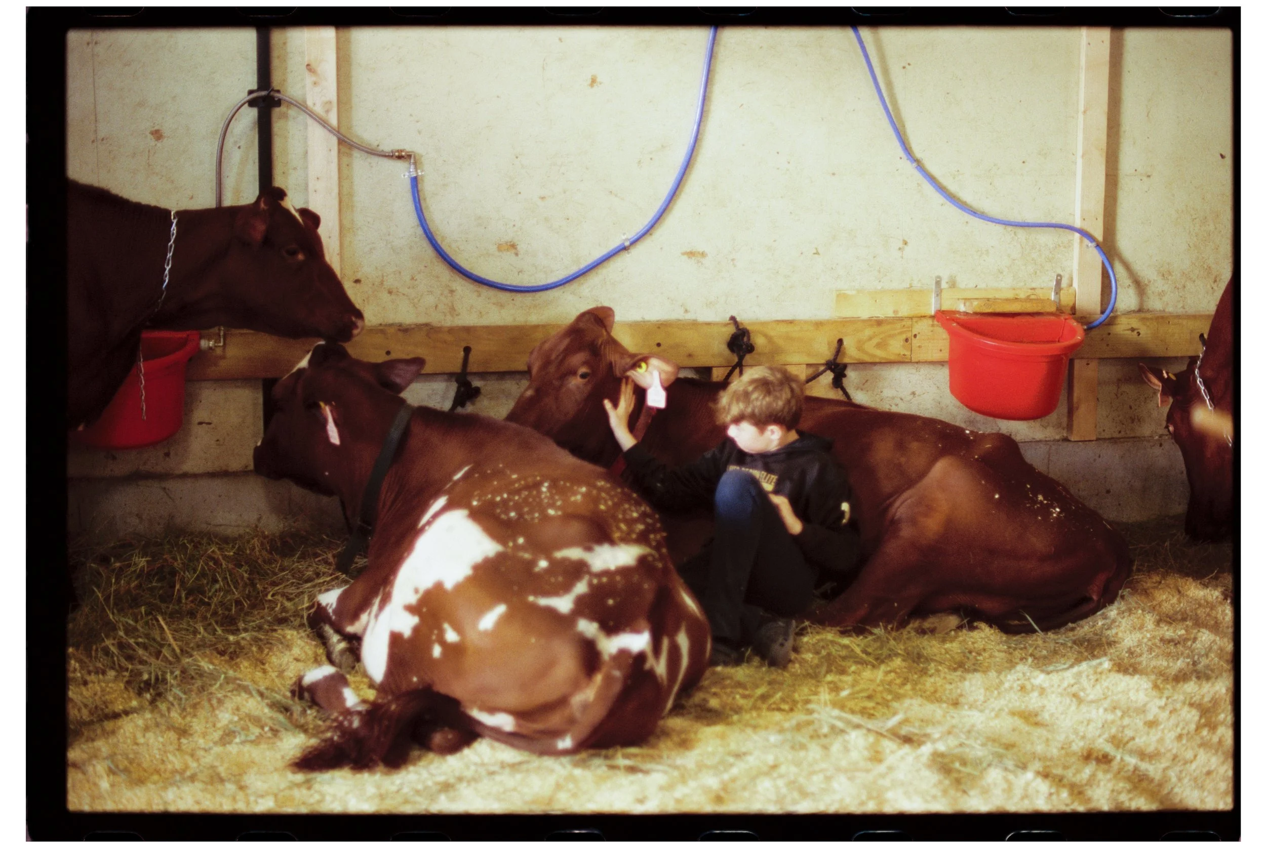 Fryeburg Fair with Becca, Ty, and Zac. Fryeburg, Maine. October 2025. Nikon F3. CineStill 400D.