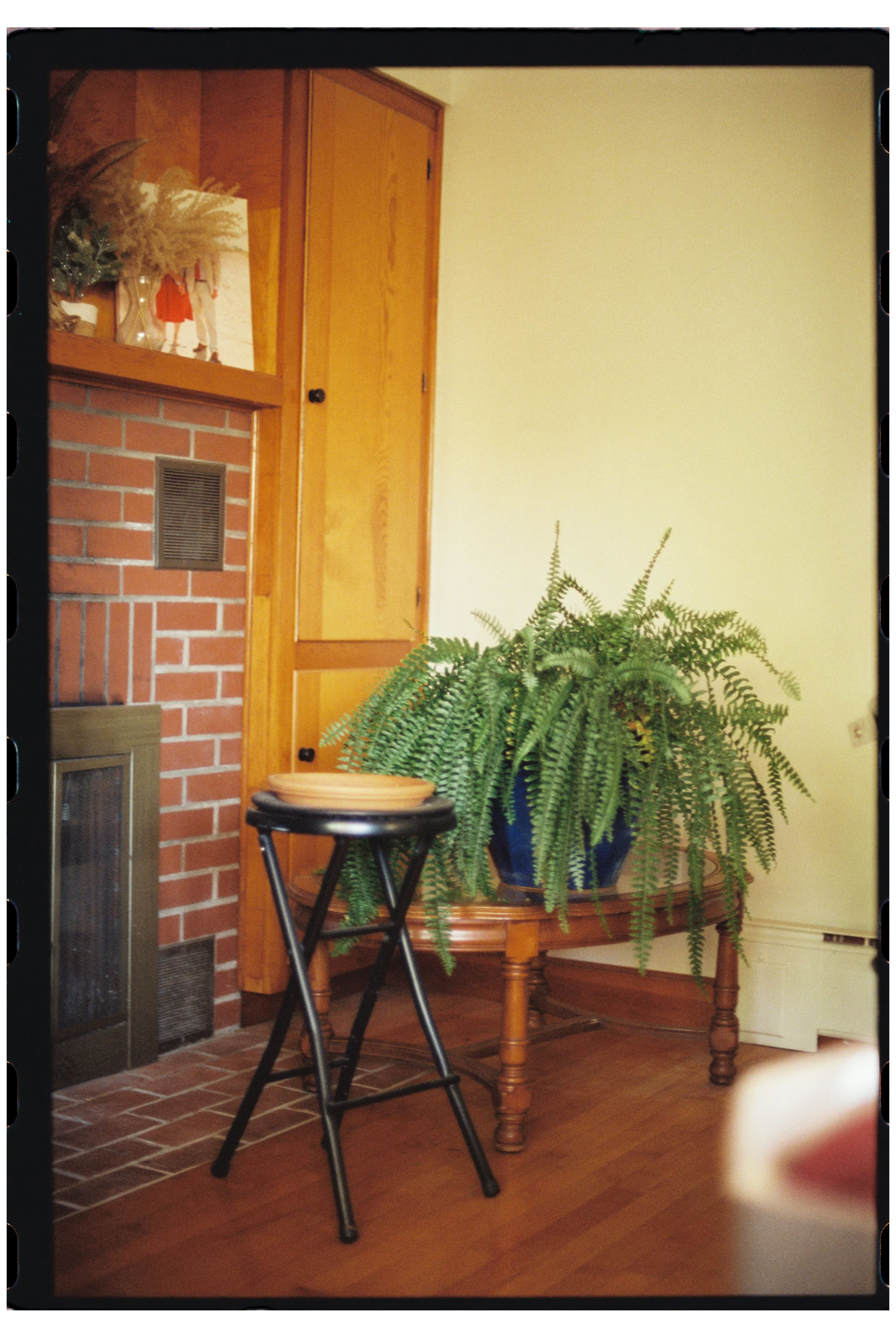 Emily's plants. Maine. October 2025.