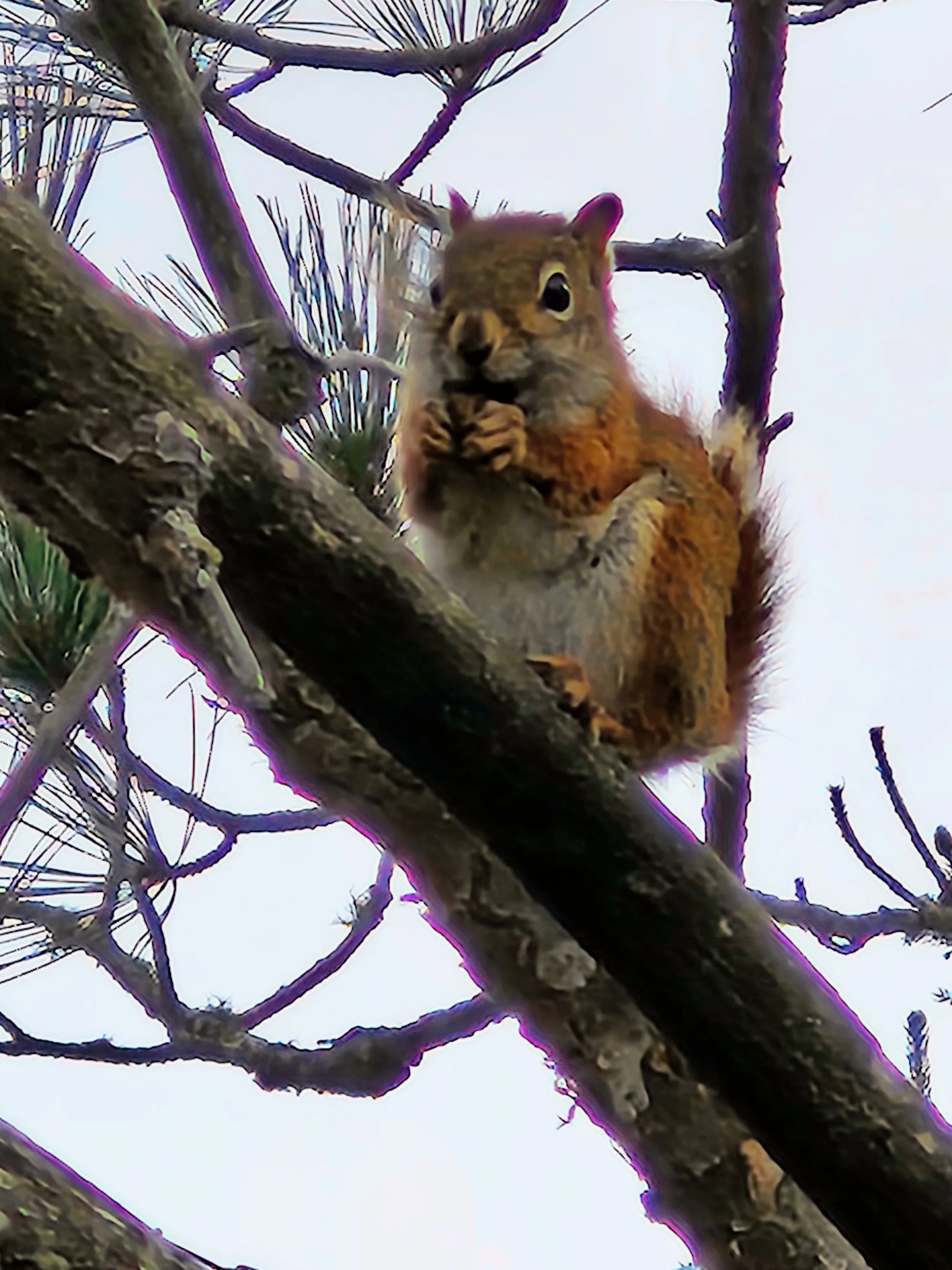 A squirrel sitting on a tree branch holding a nut near its mouth.
