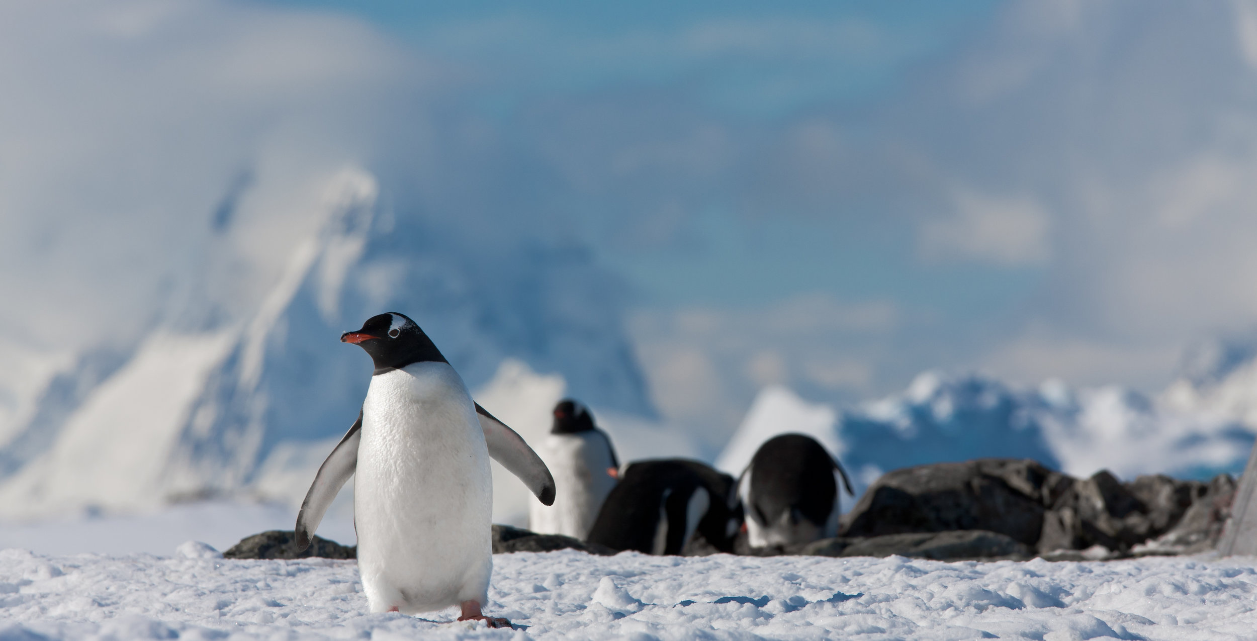 penguins-in-antarctica-PC4M6X3.jpg