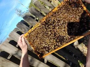 An Update from the Apiary