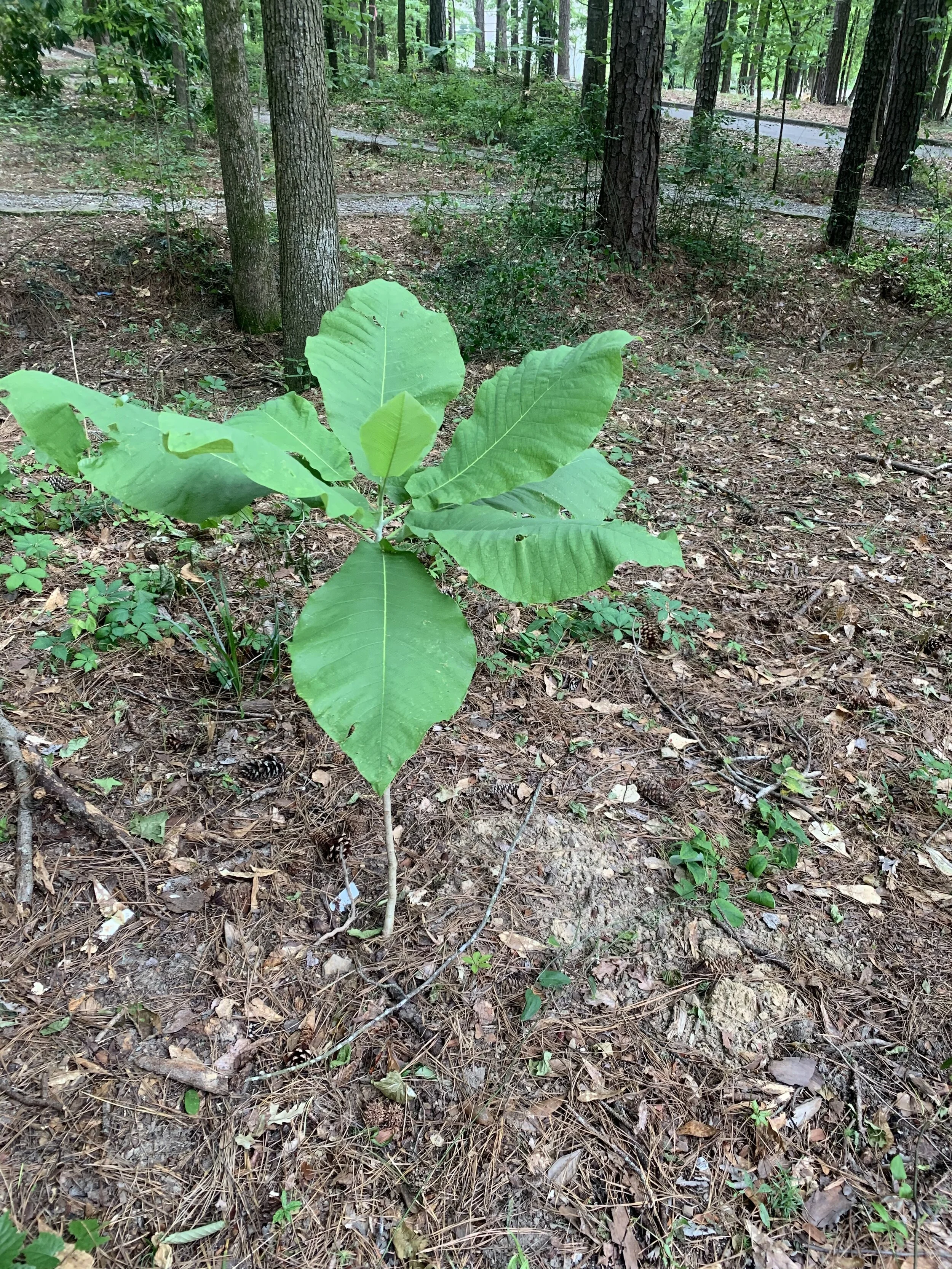 Bigleaf magnolia, the hallmark tree of Camp McDowell