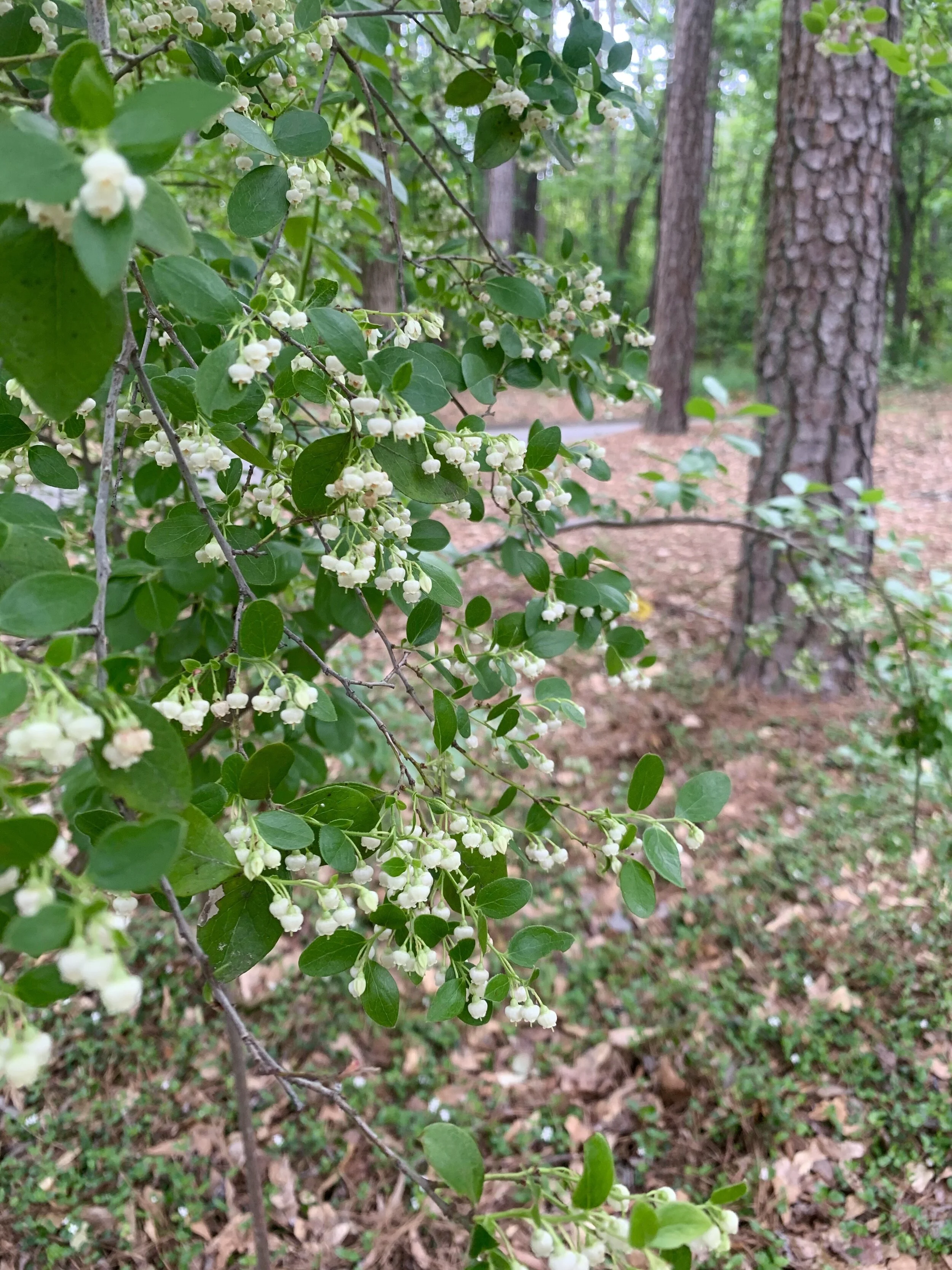 Sparkleberry blooms