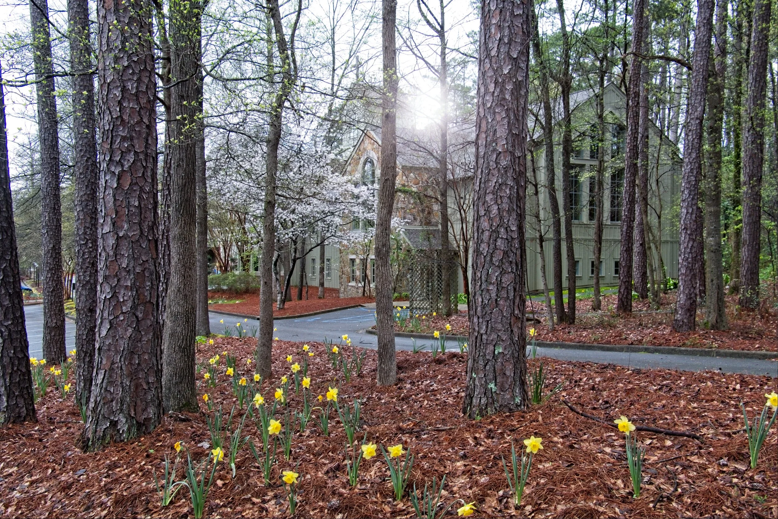 Daffodils dotting the landscape in March.