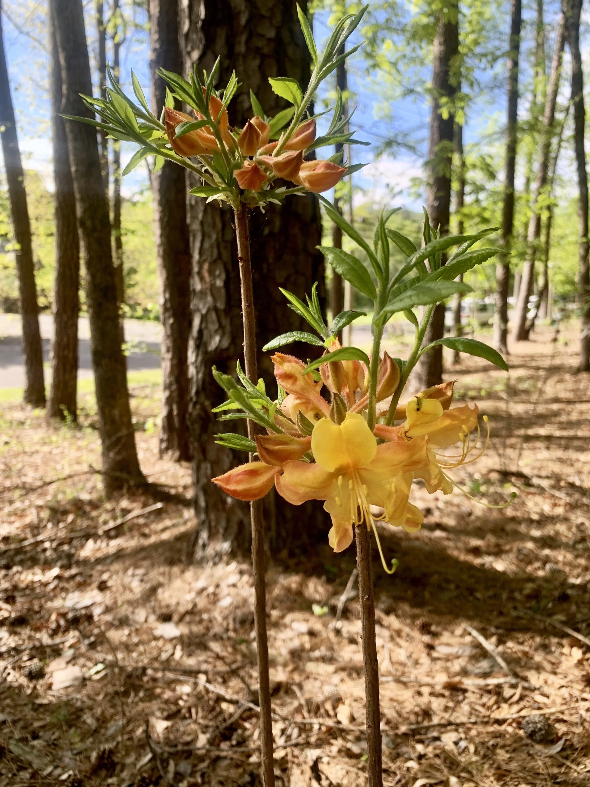 Dancing Rabbit native azalea hybrid blooms in April.