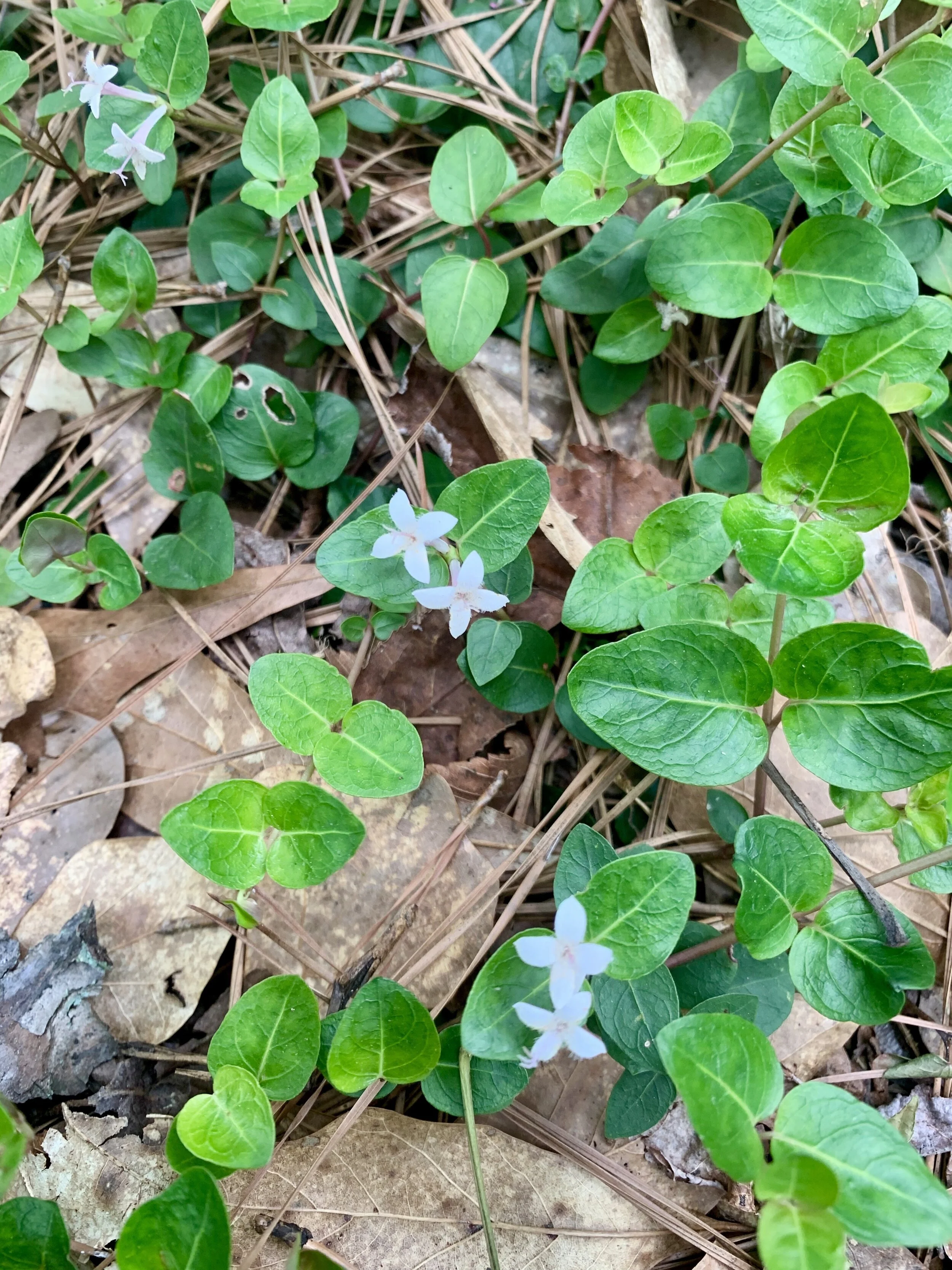 A native evergreen ground cover - partridgeberry 