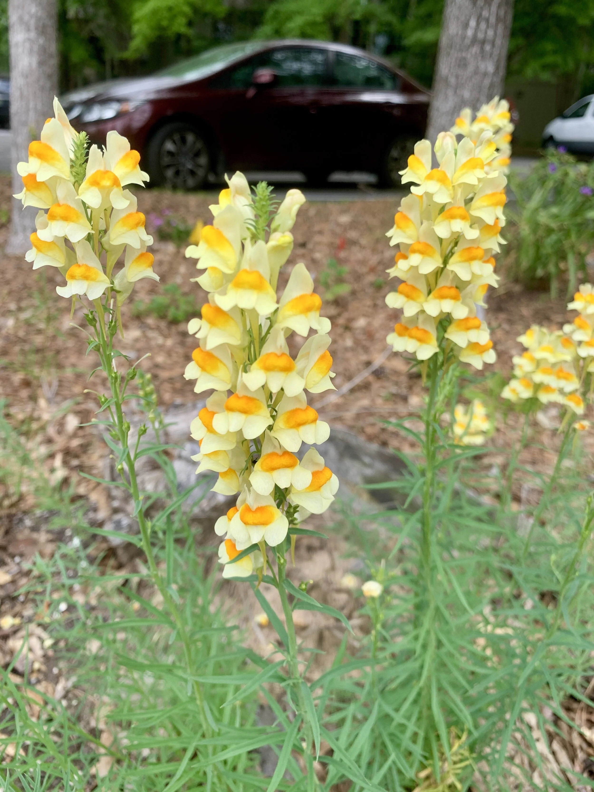 New Plant Life on the Saint Stephen's Grounds!
