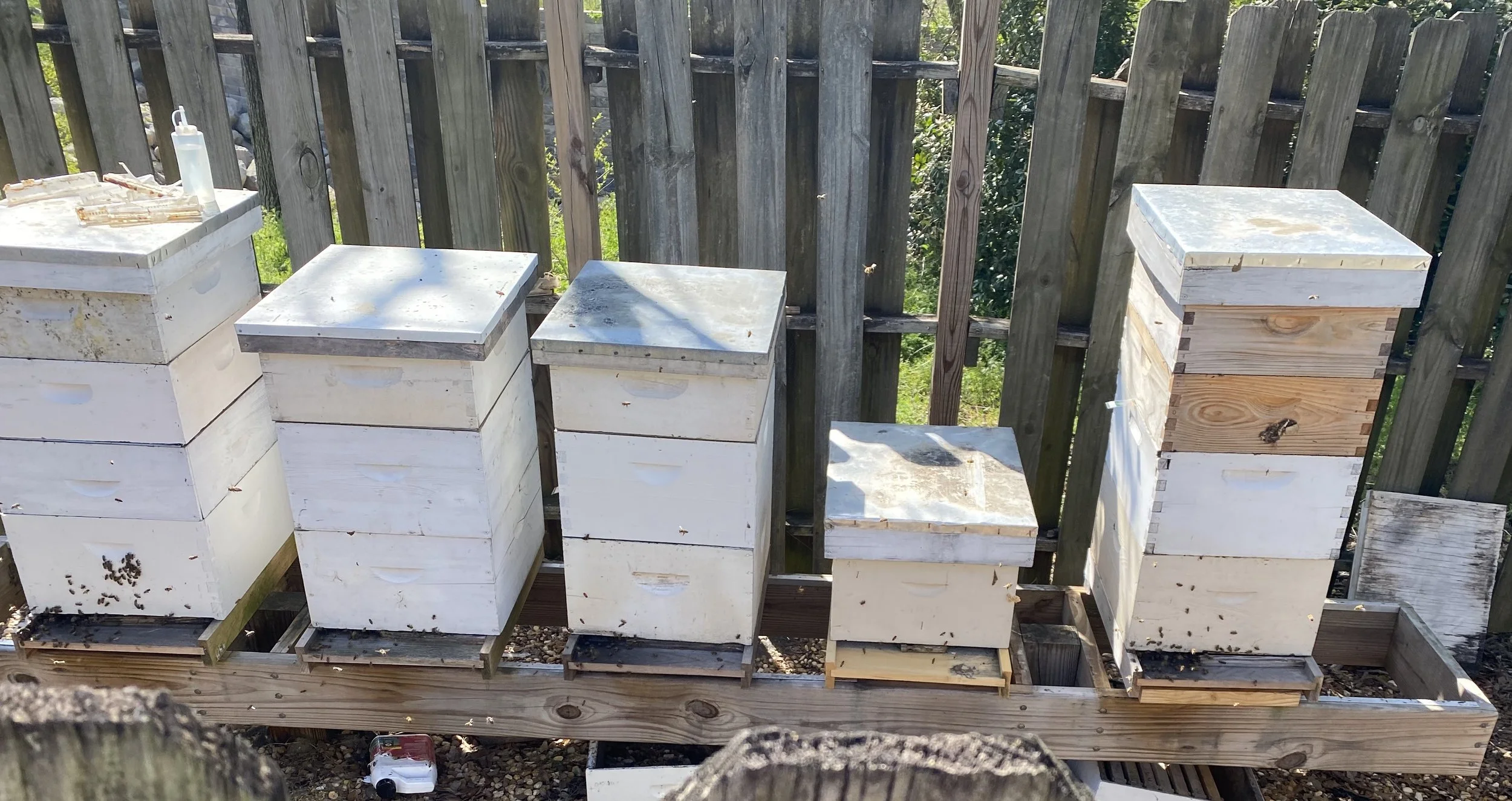 Picture of bee Hives