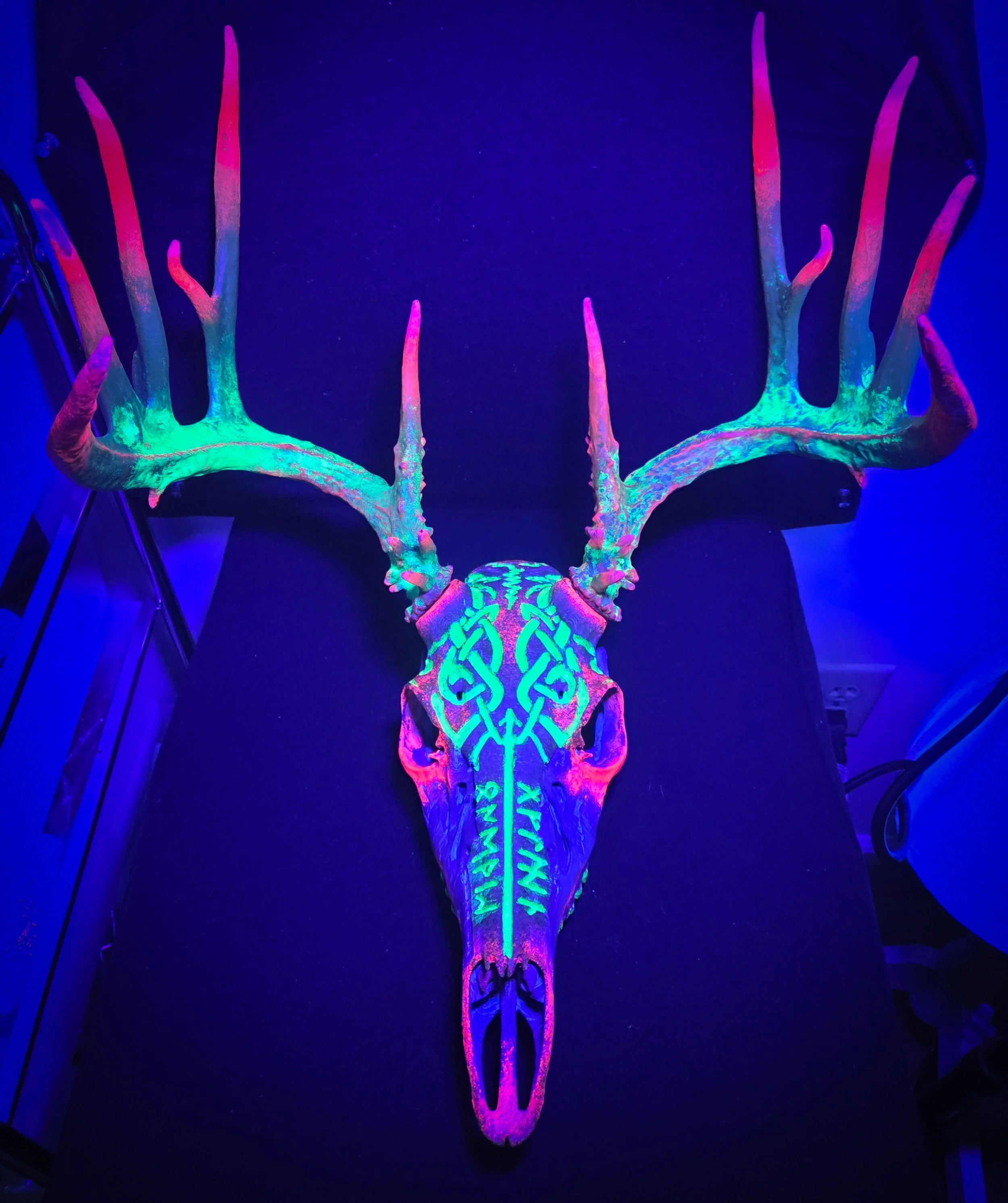 deer 1.jpg