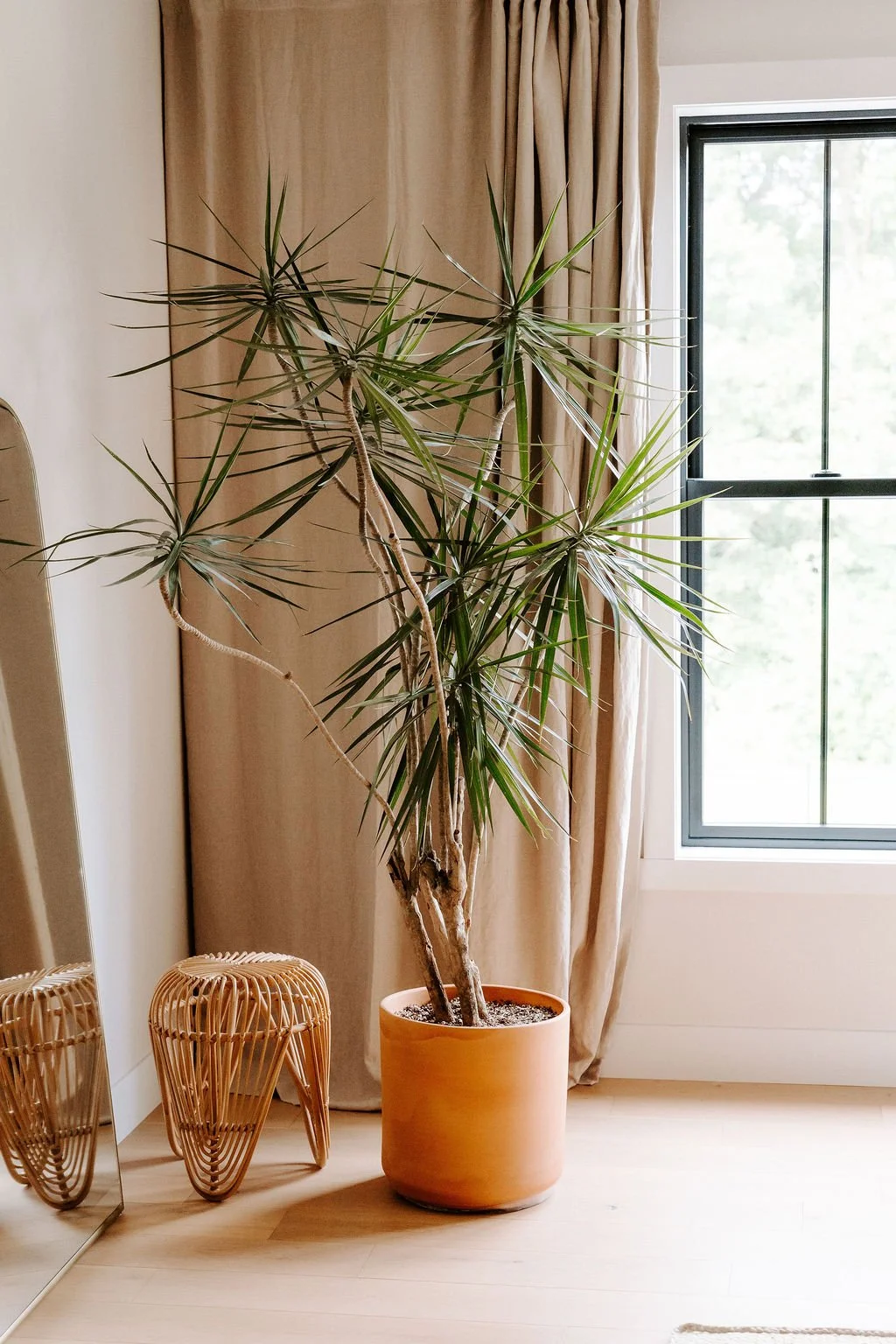 Indoor tropical plant in a terracotta pot next to beige curtains and a window with black trim.