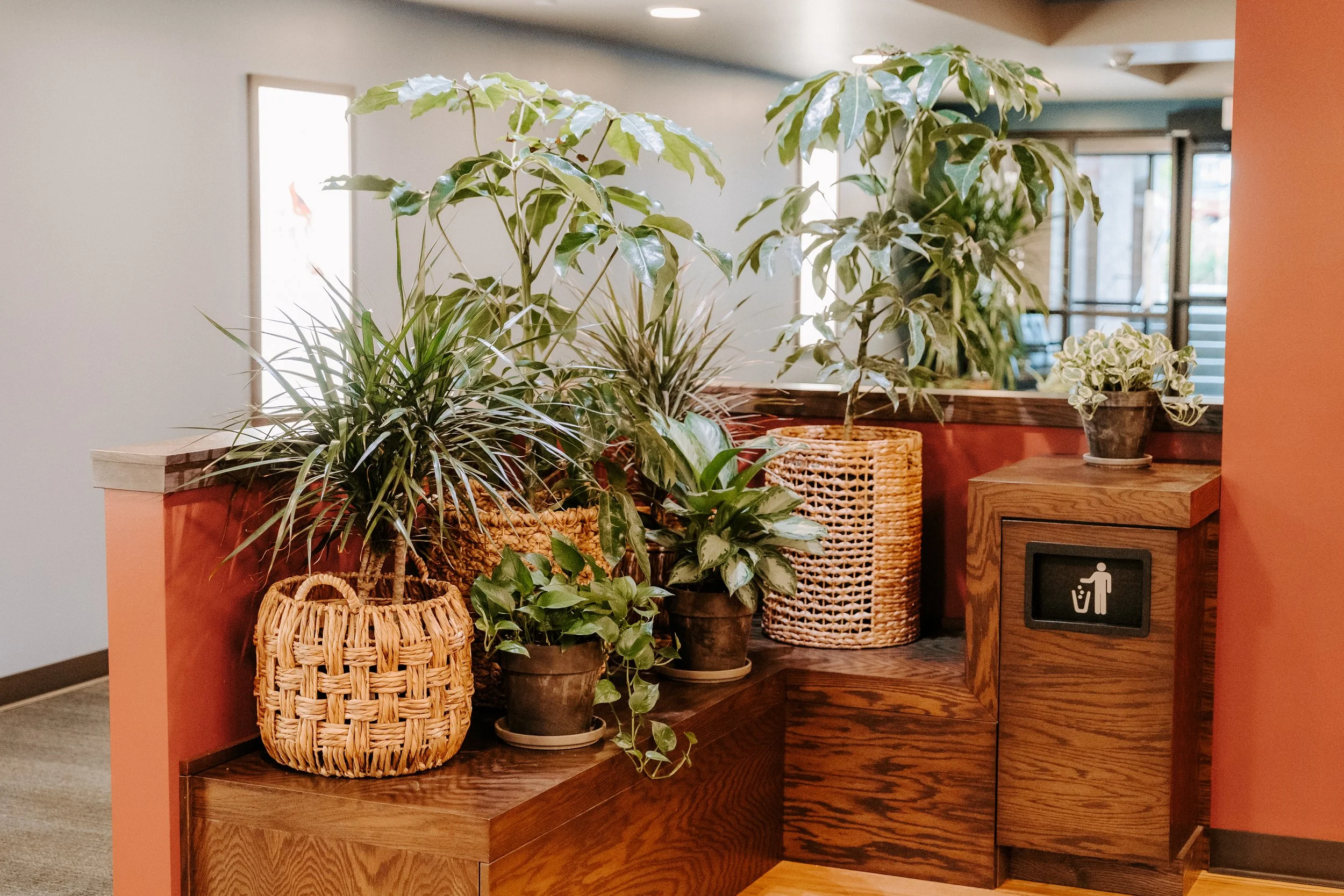 Indoor scene with various potted plants on wooden surfaces near a doorway with large windows.