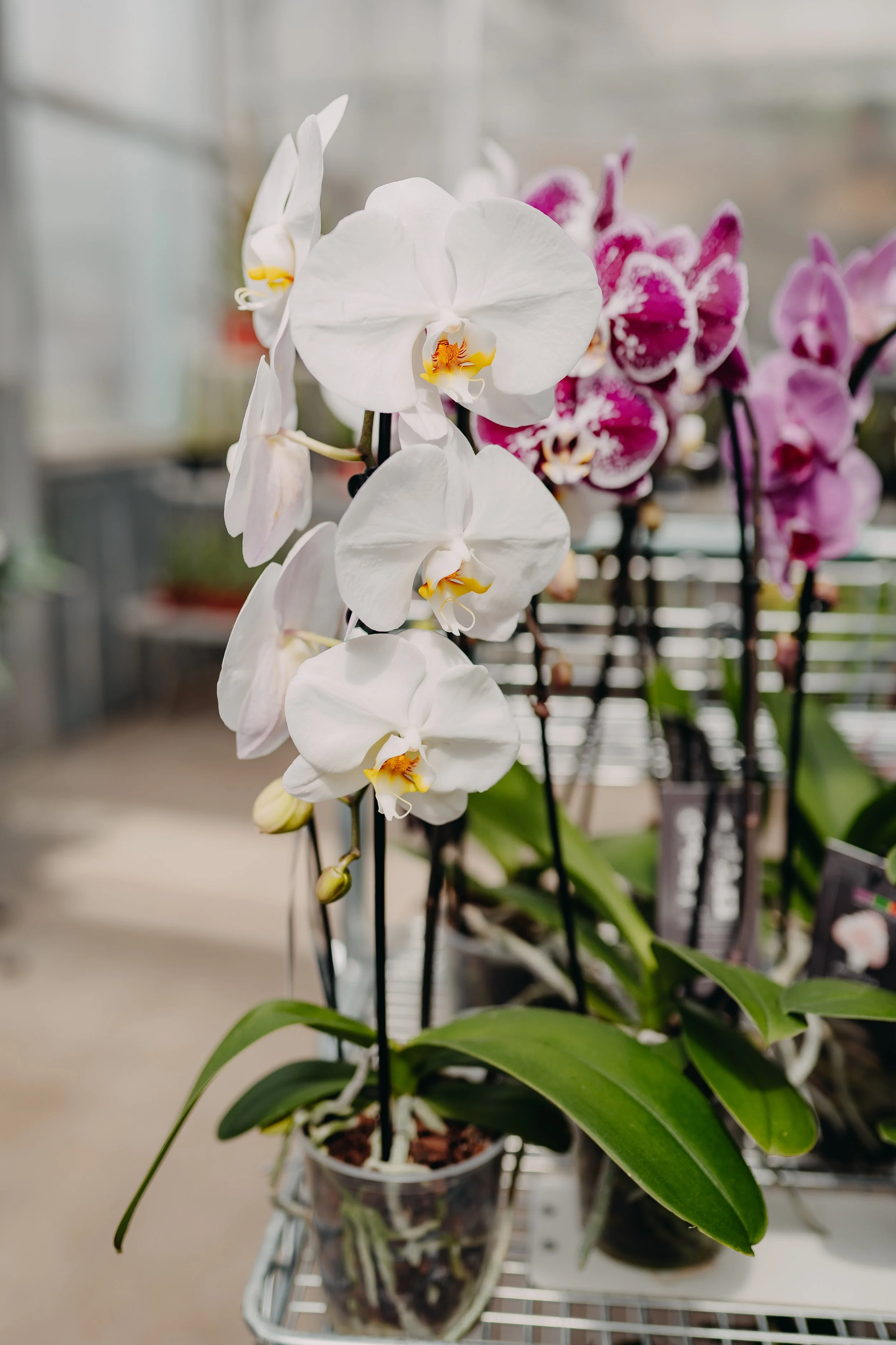 Close-up of white and purple orchids in pots placed on display shelves.